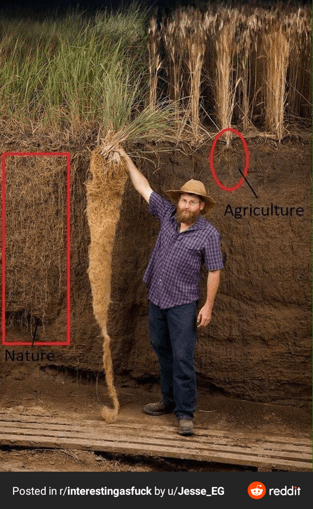 Comparison of the root system of prairie grass vs agricultural. The