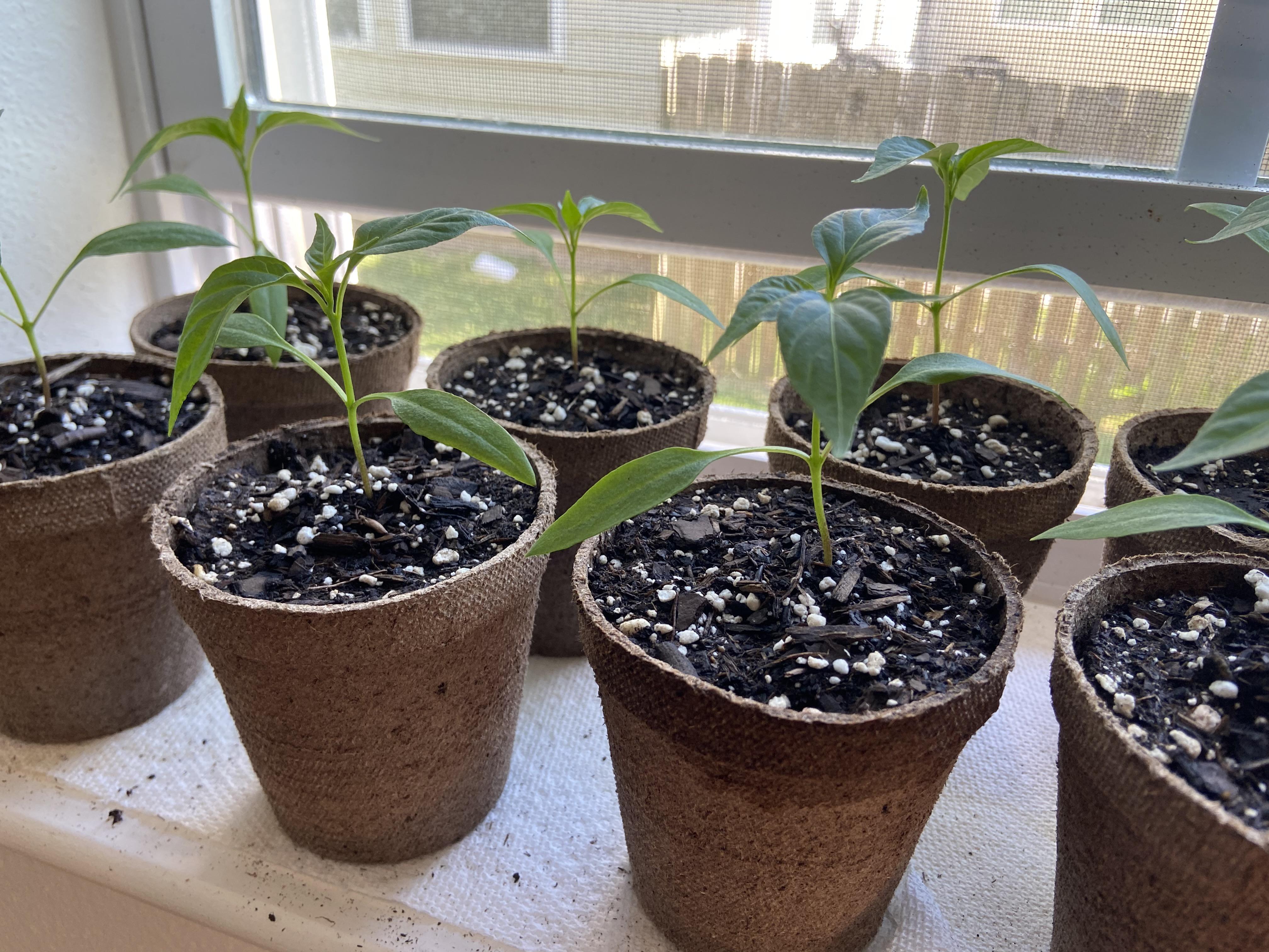 4 week old Thai chili pepper seedlings. Have a couple of questions. r