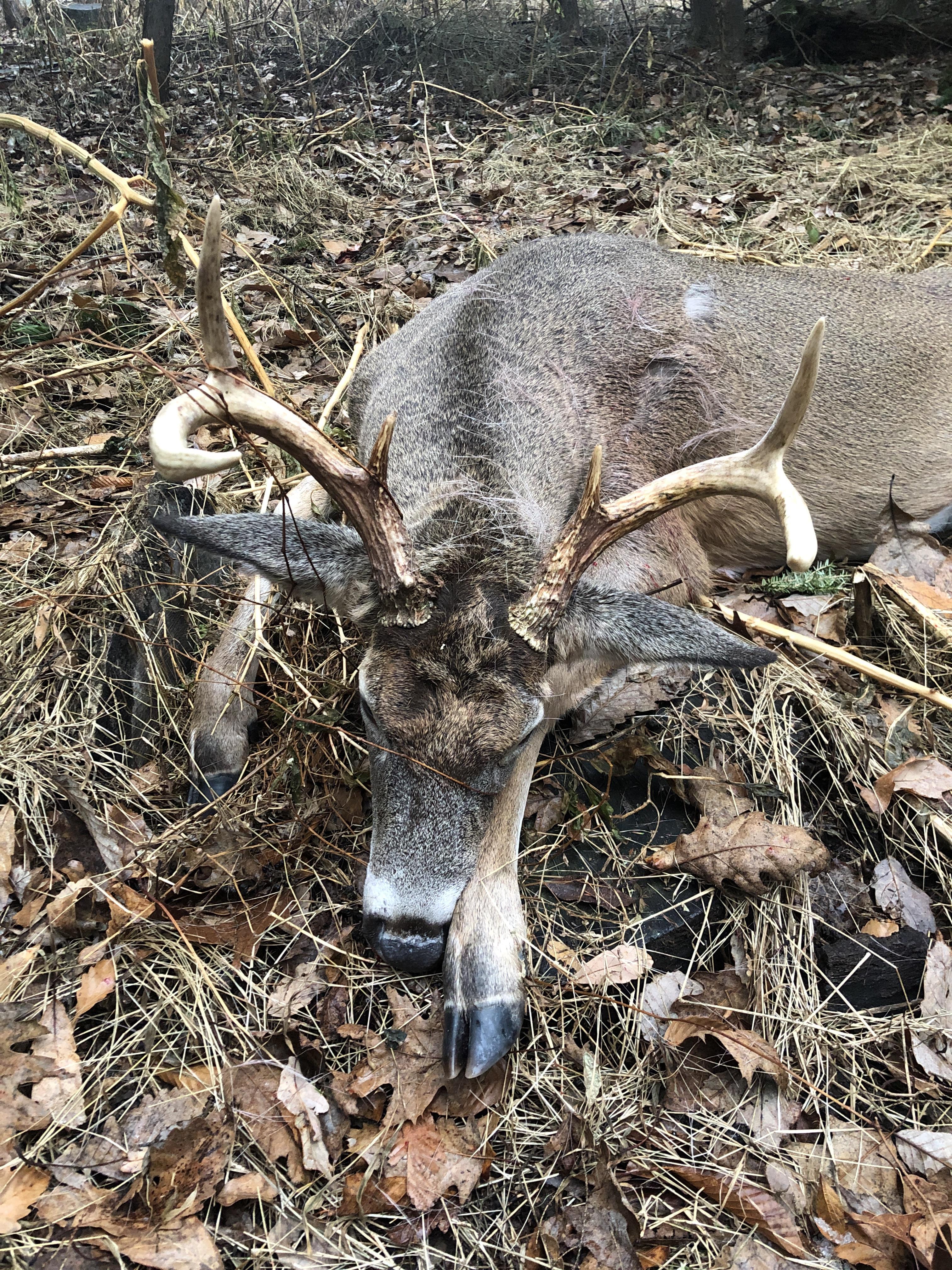 Been hunting for over 20 years and finally got my first buck this morning! (North Central PA