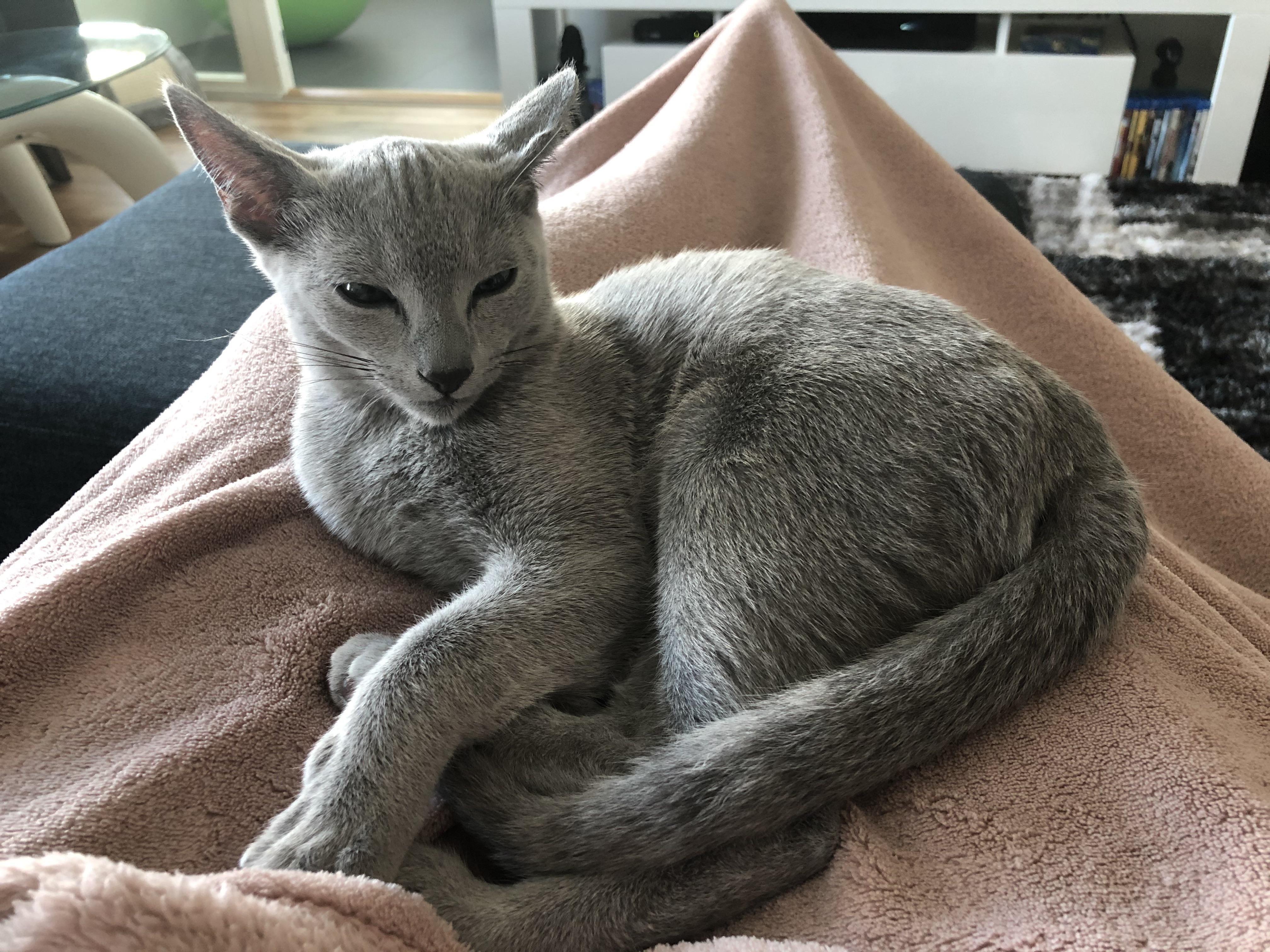 Hi! Will an extremely vocal kitten remain vocal as he grows up? My Russian Blue boy is 4 months
