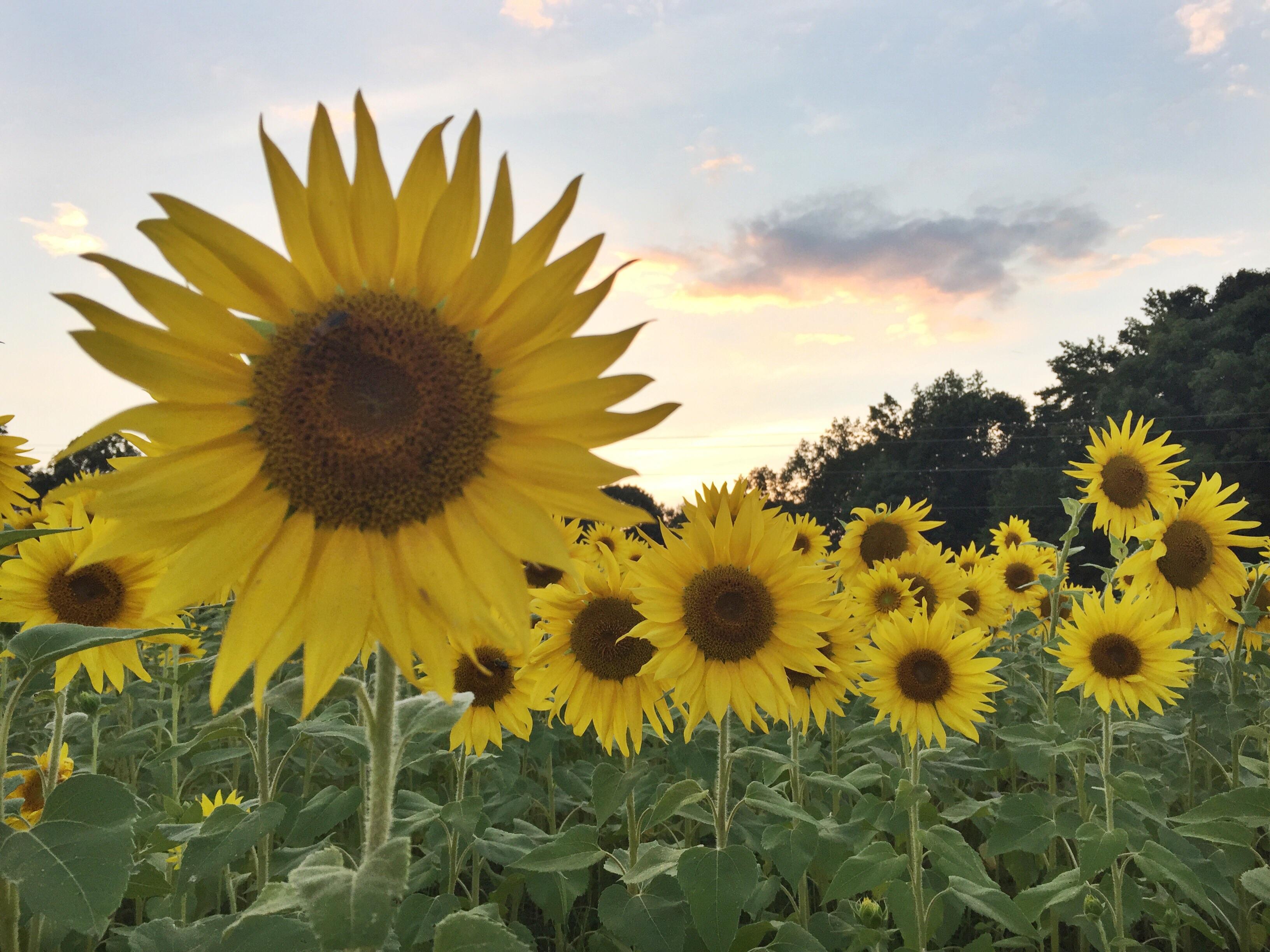 Sunflower field in NC. r/sunflowers