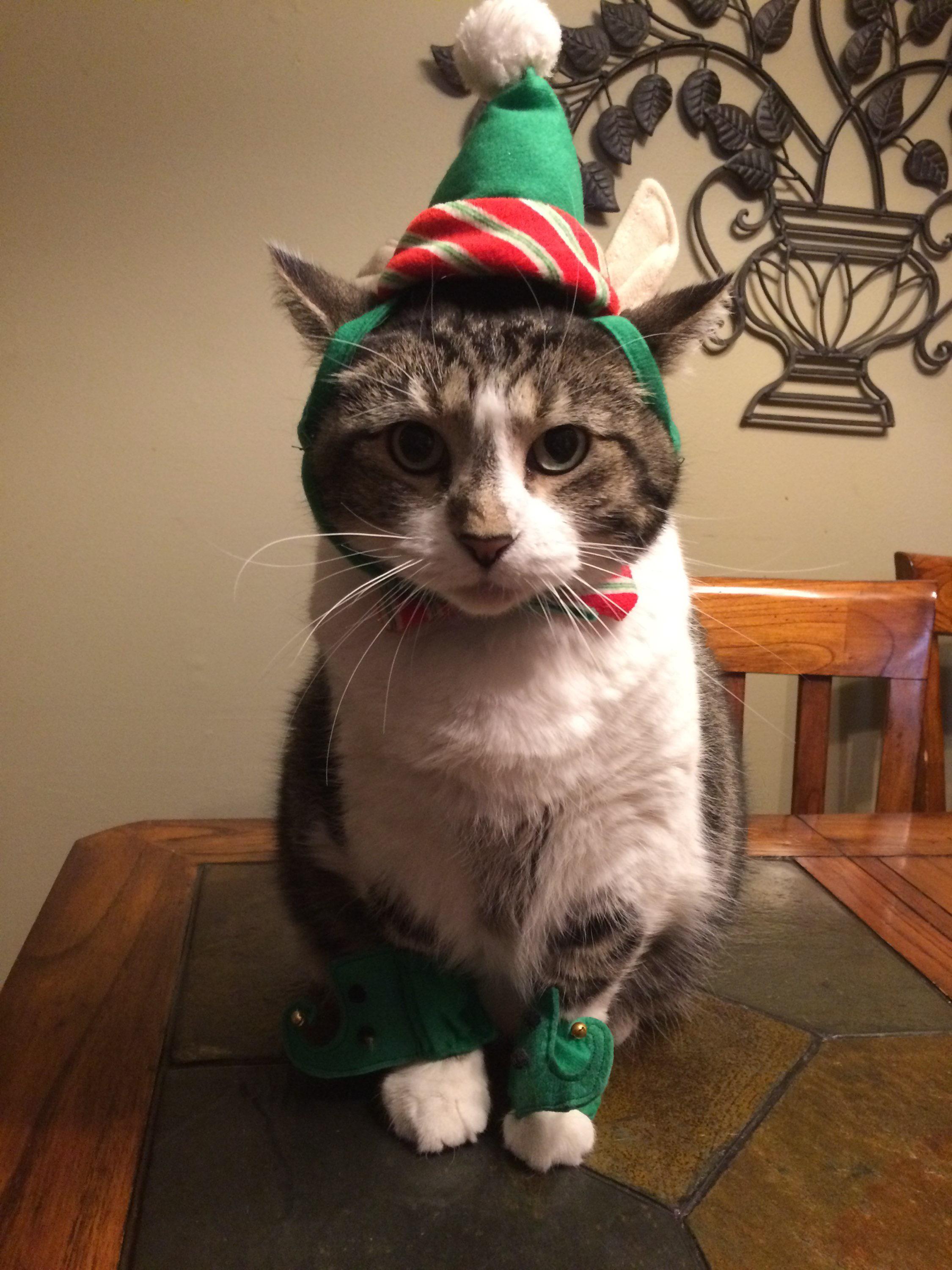 43 Hilarious Hello Kitty murder Puns Punstoppable 🛑