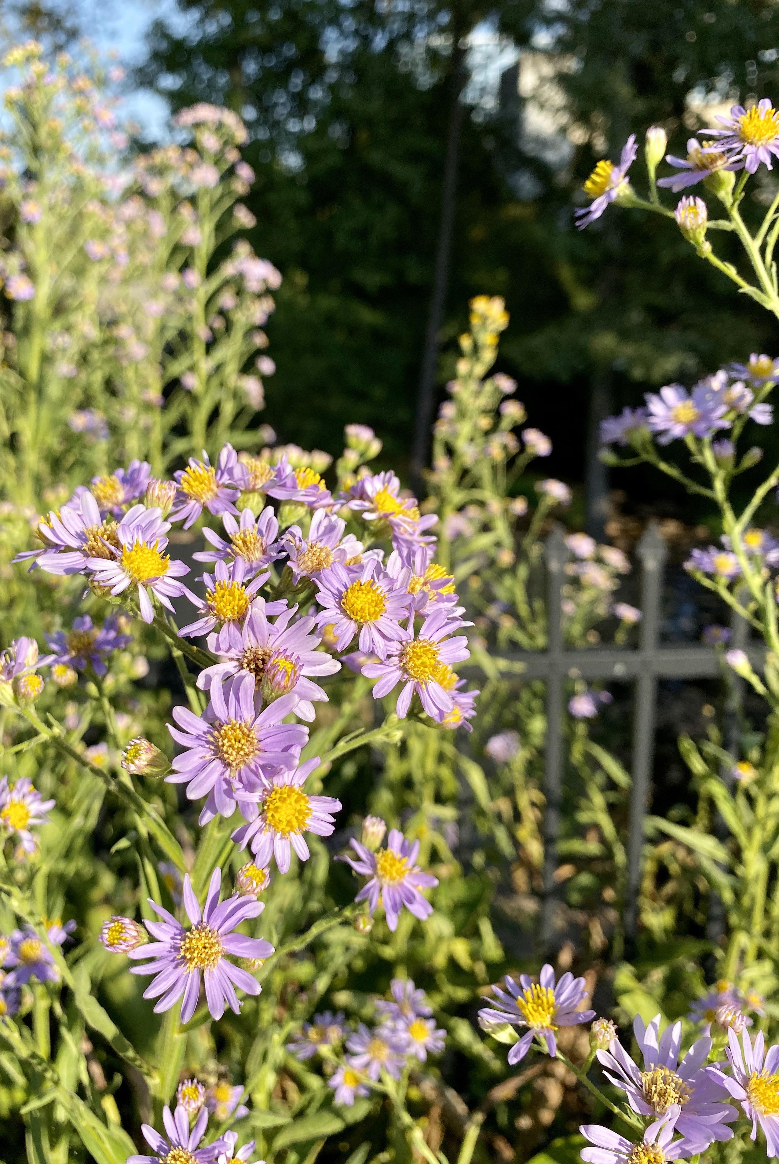 Flowers from September, Zone 7b r/whatsthisplant