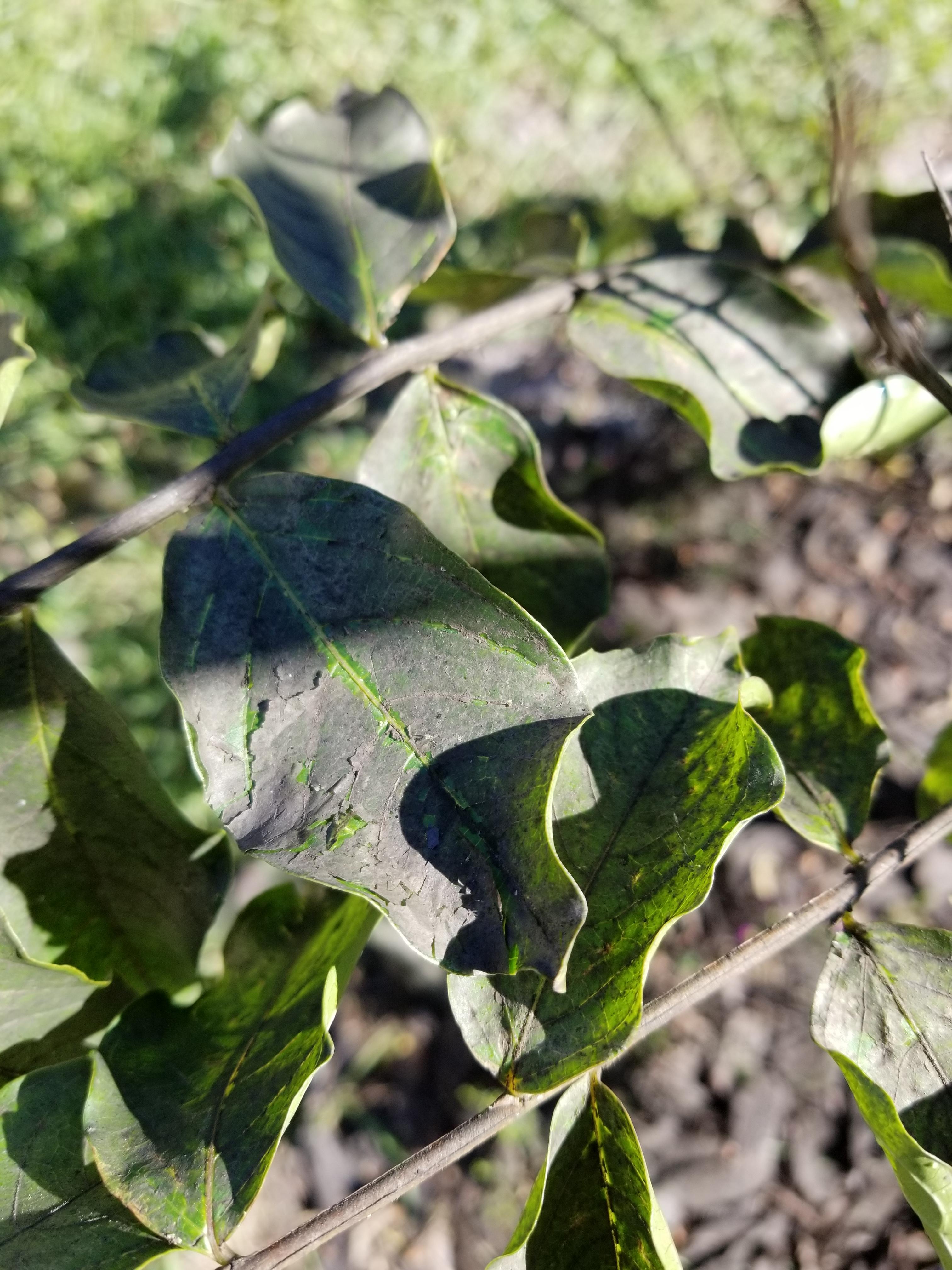 I need a diagnosis. This crepe myrtle has turned black on leaves and