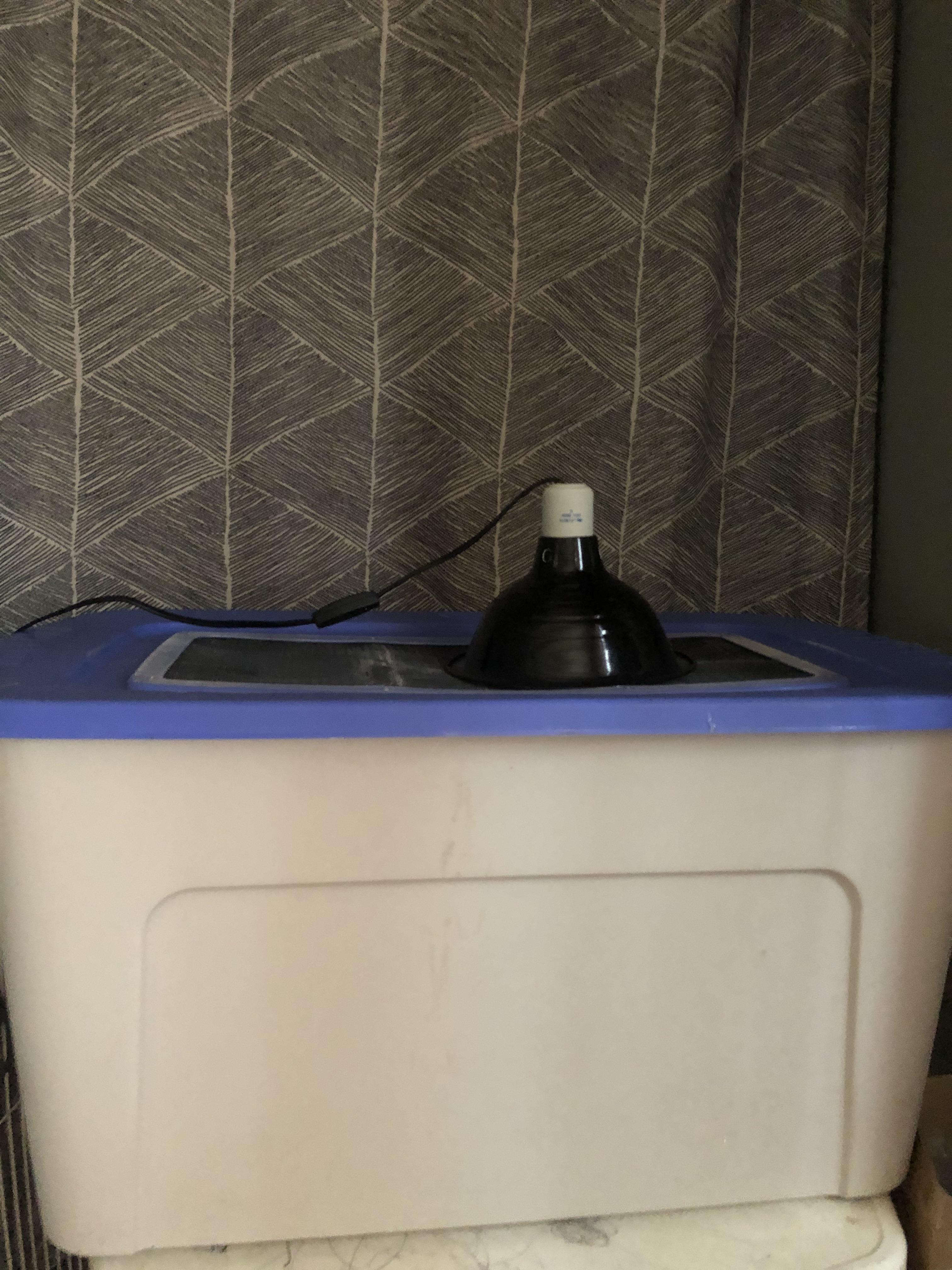 Dubia roach colony max heating temps question in comments! r/roaches