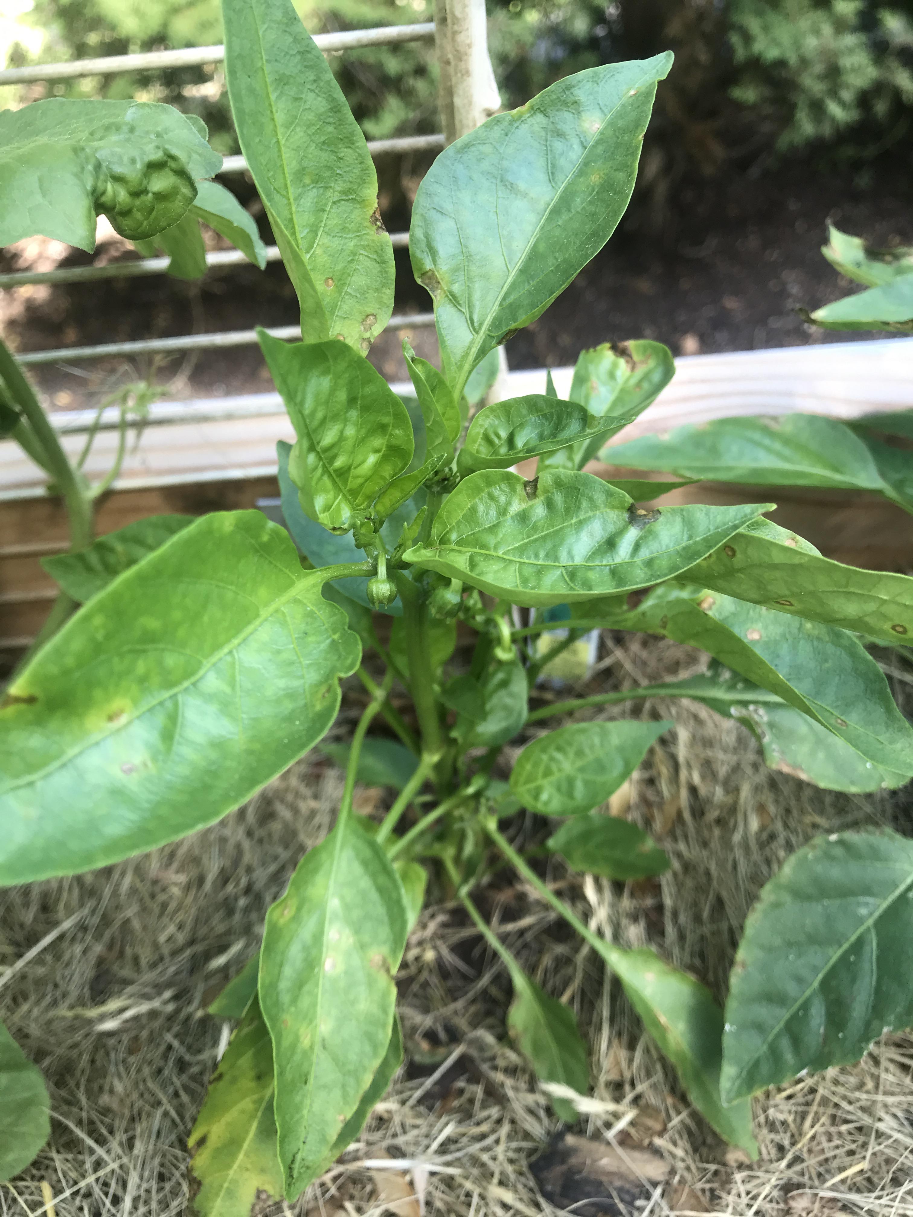 I’m getting spots on my bell pepper. Is this bacterial leaf spot
