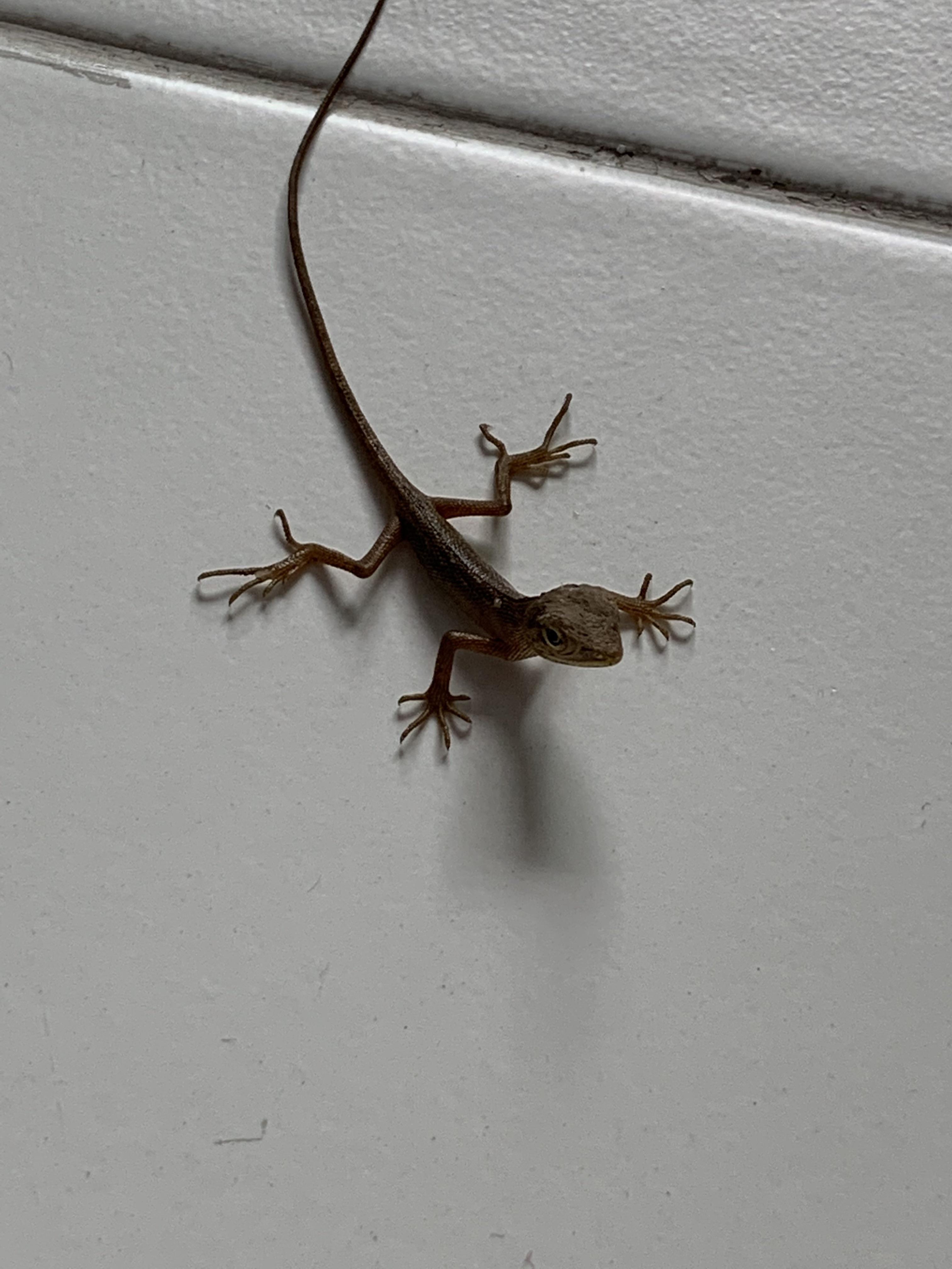 Saw this lizard and the way its feet look piqued my interest, what
