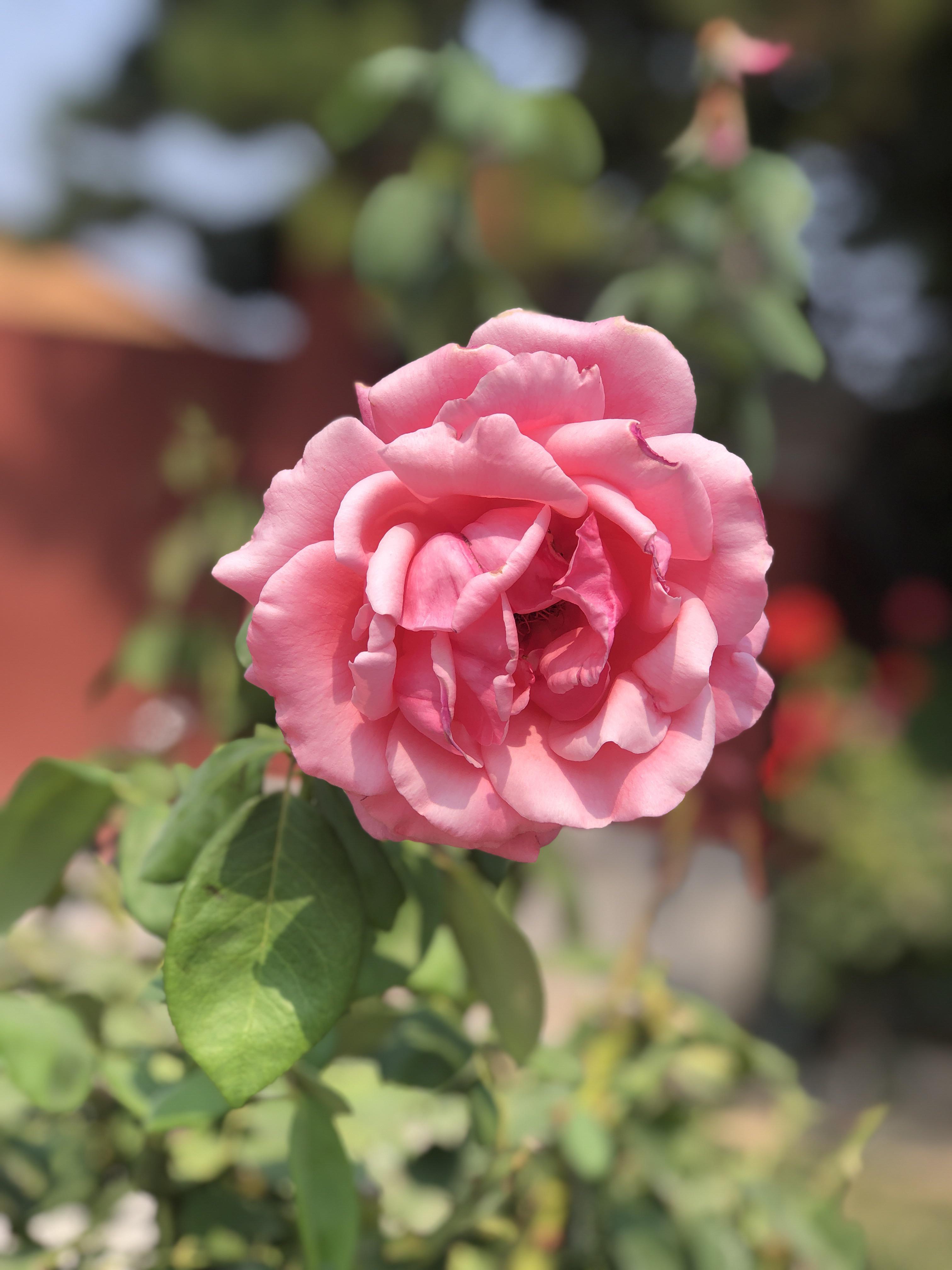A Peony National Flower of China in China r/flowers