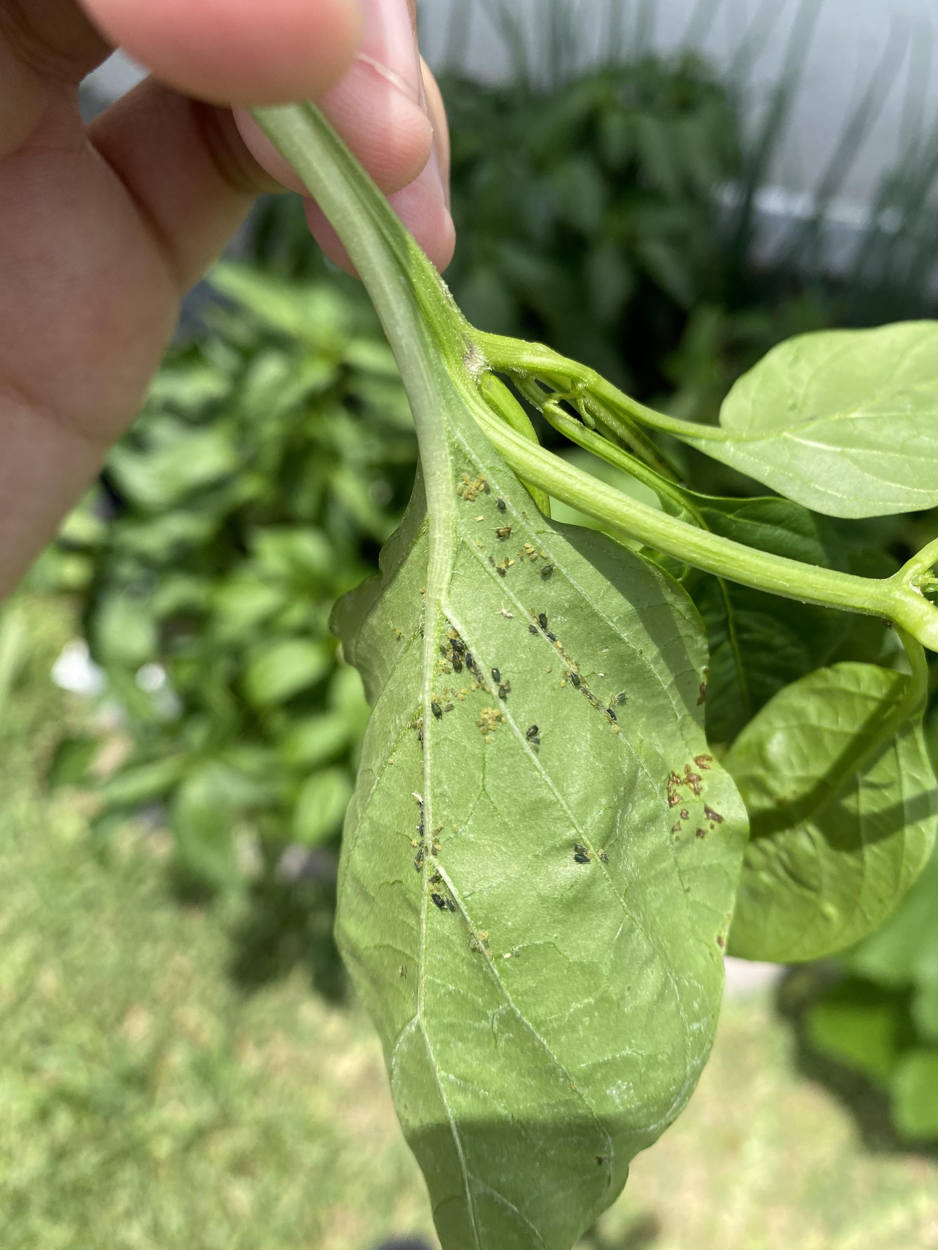 Found these small l, dark green bugs on pepper plant leaves. Any help