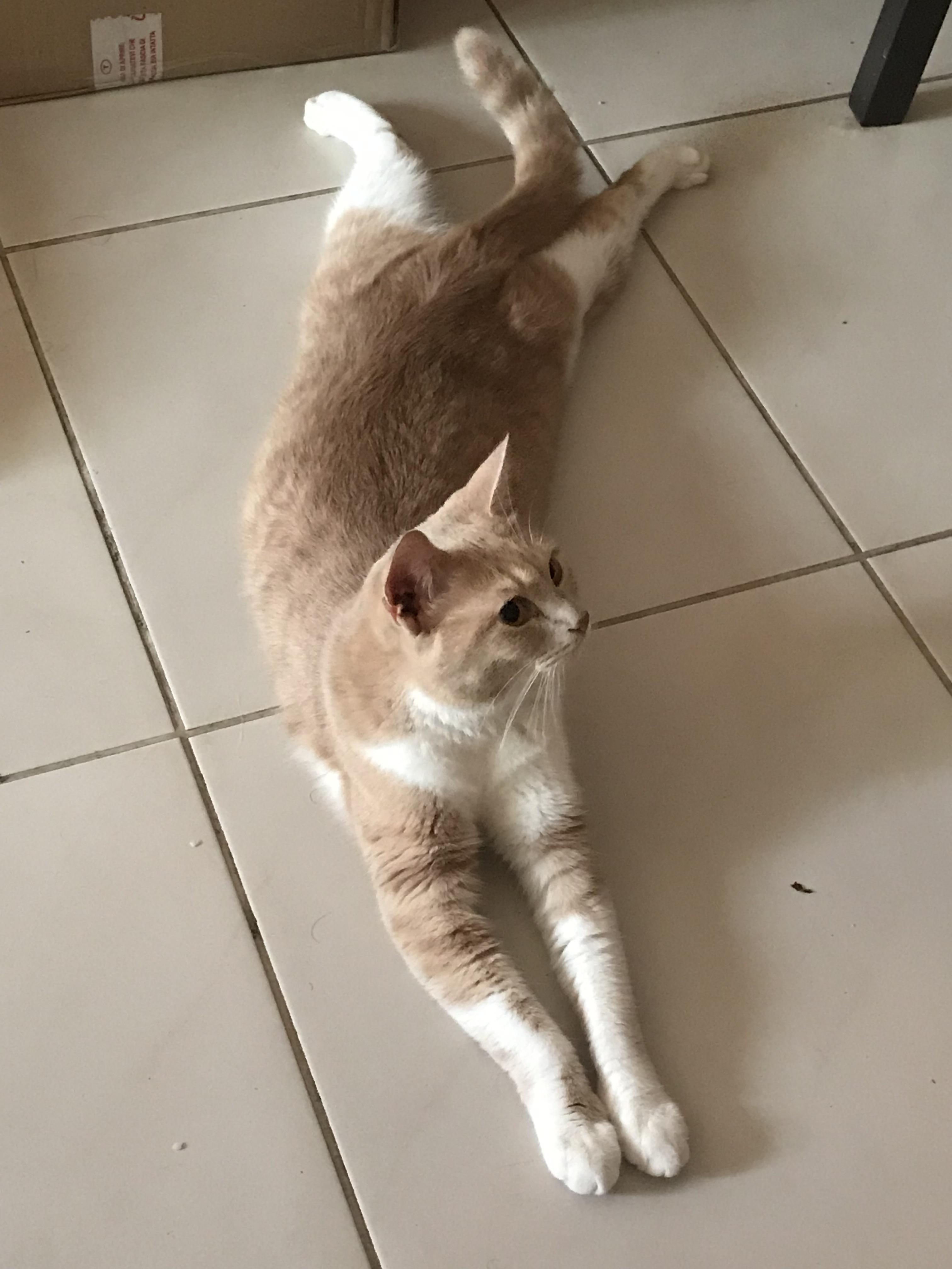 My cat is weird...She lies down with her rear legs splayed out r/aww
