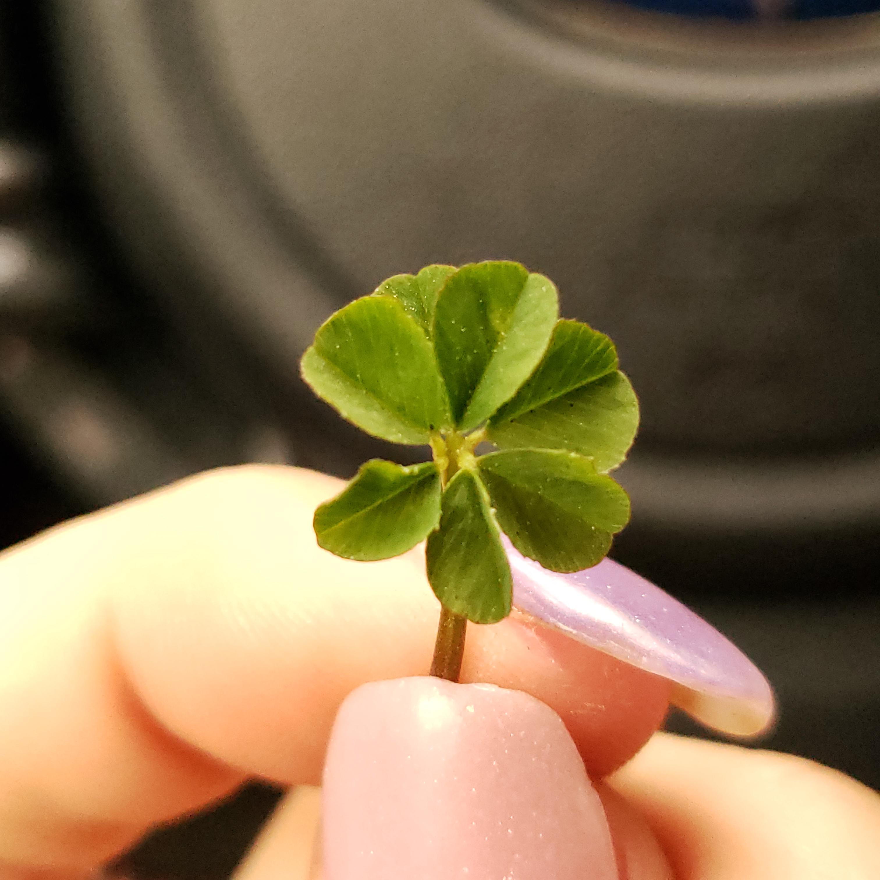 I found a seven leaf clover! Only the second one I've found in my life