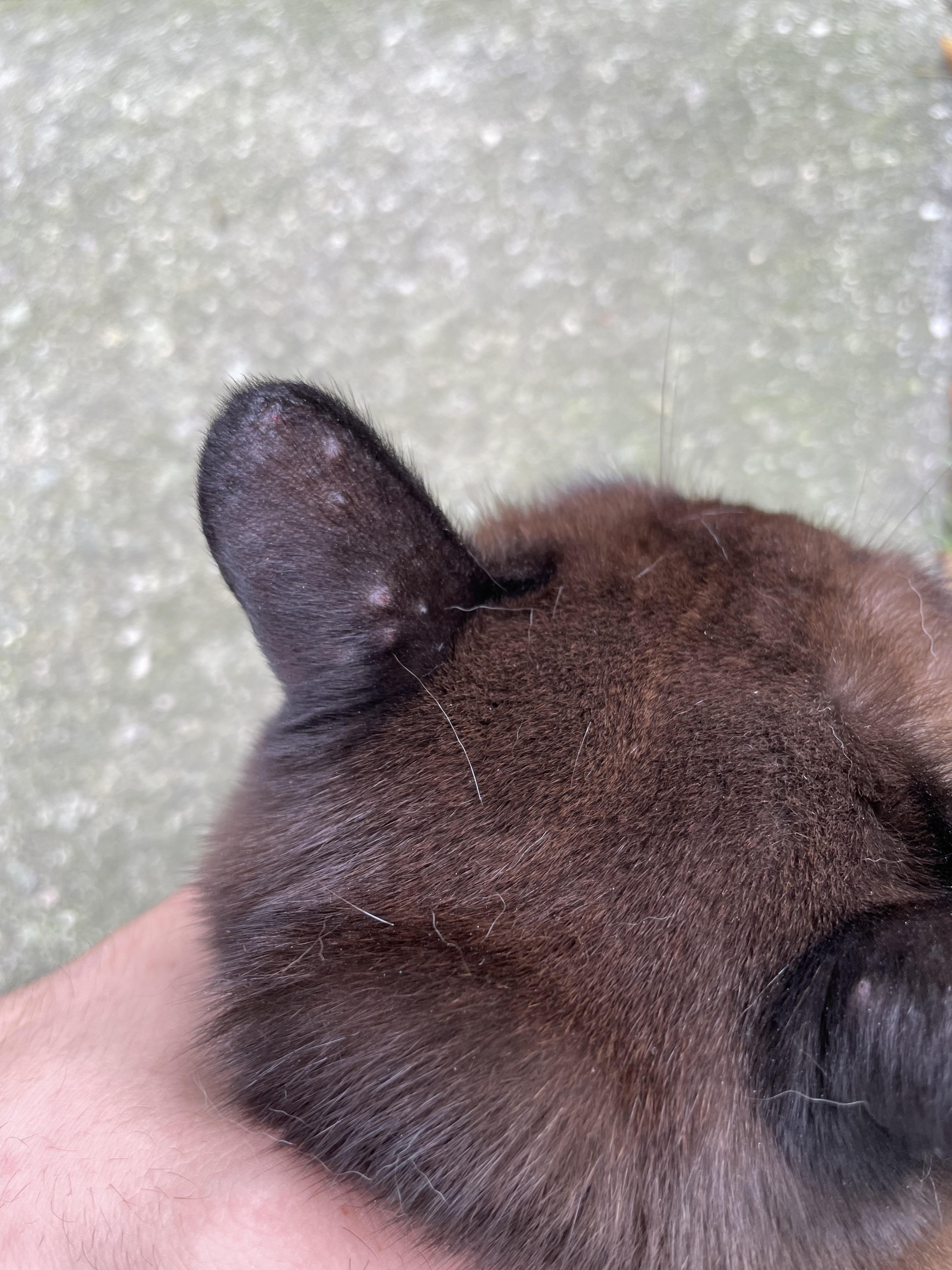Can you help me identify these lesions on my cats ears? r/cats