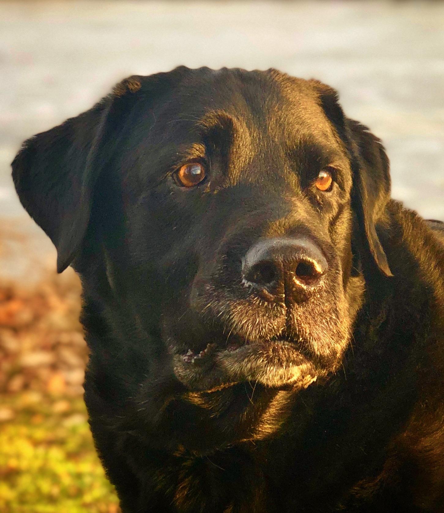 This is Bob Lablaw, our 12 year old Black Lab rescue dog. He’s in the