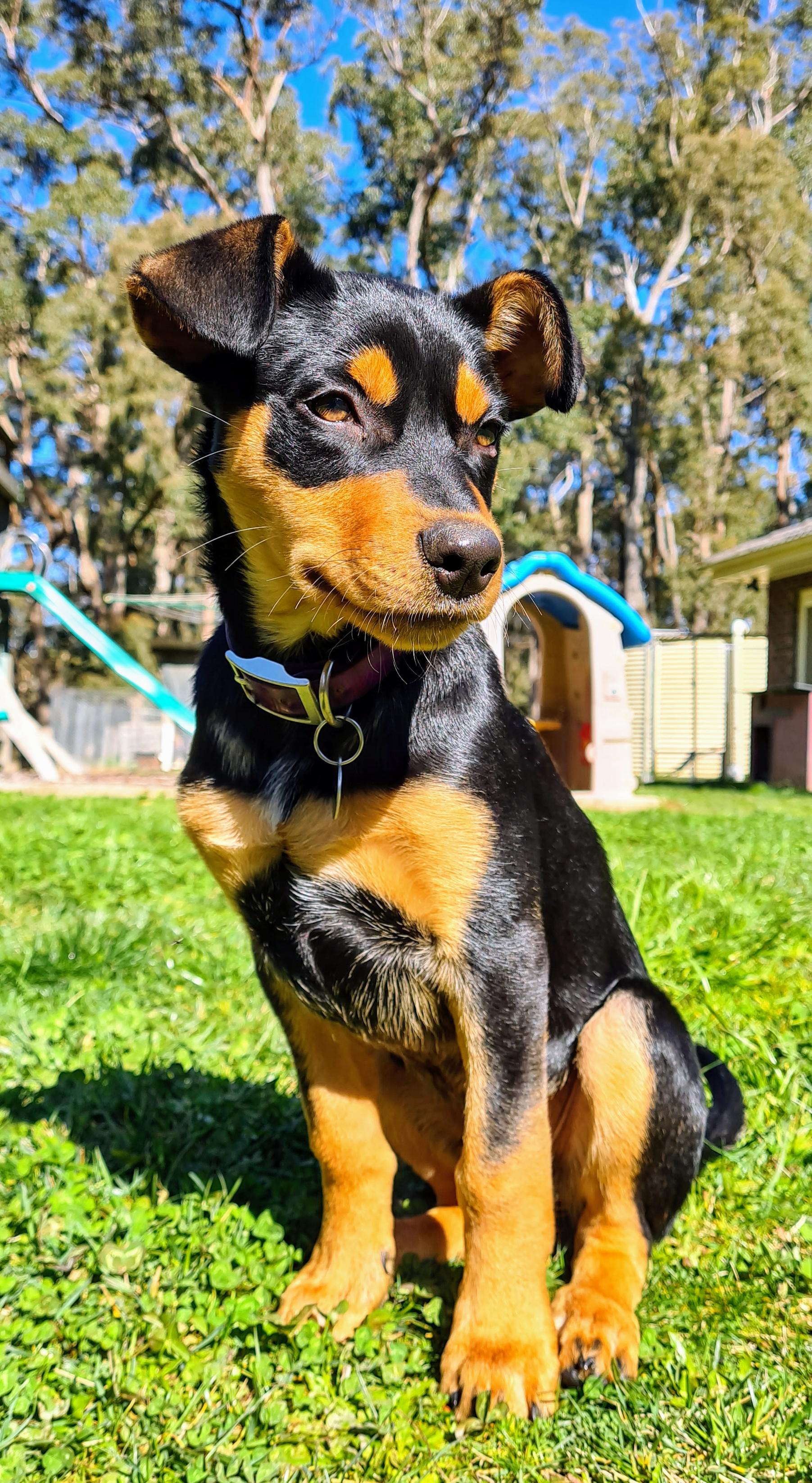 Ridiculously good looking puppy aww