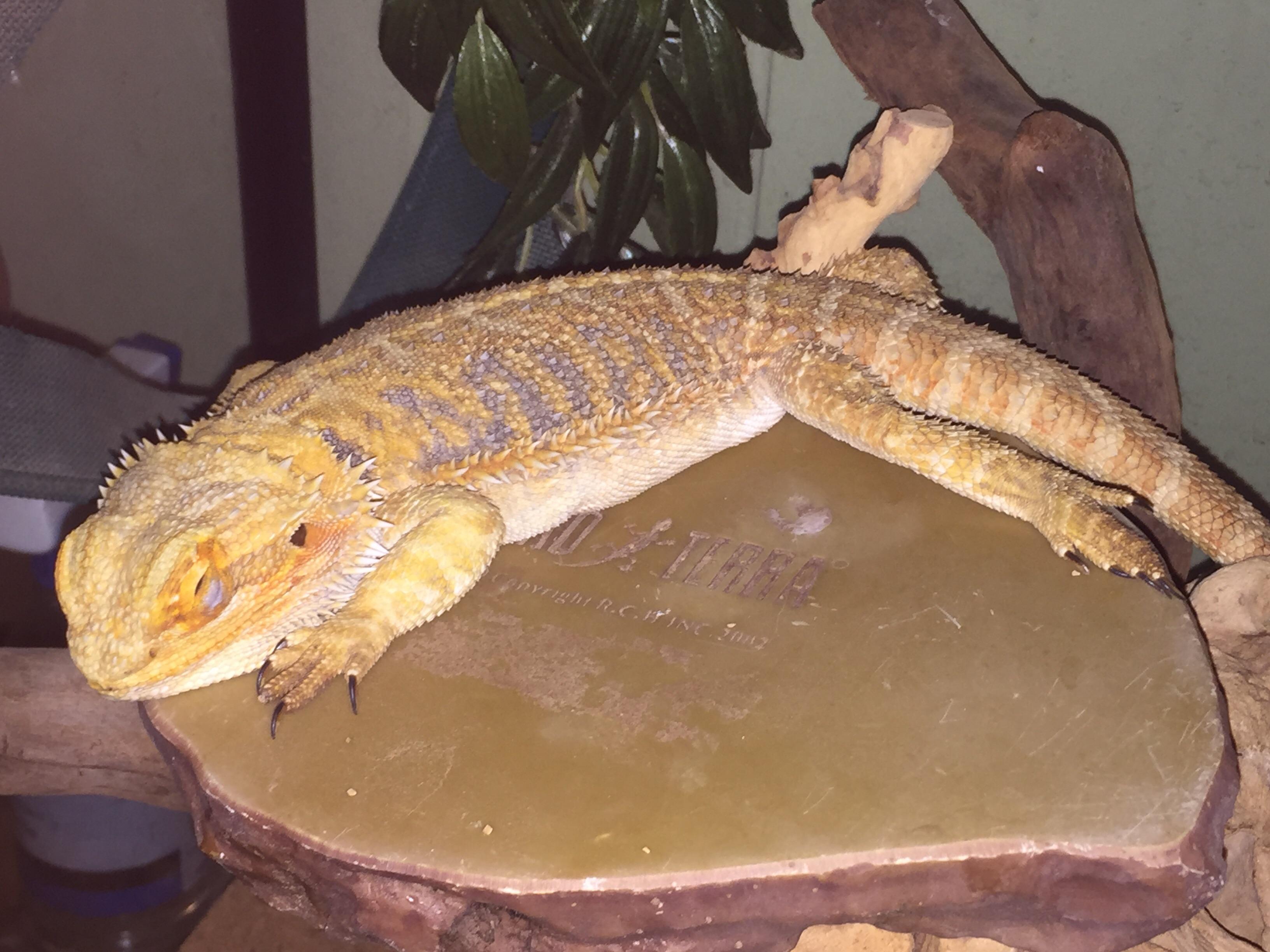 Beautiful bearded dragon in my sleep, Adara