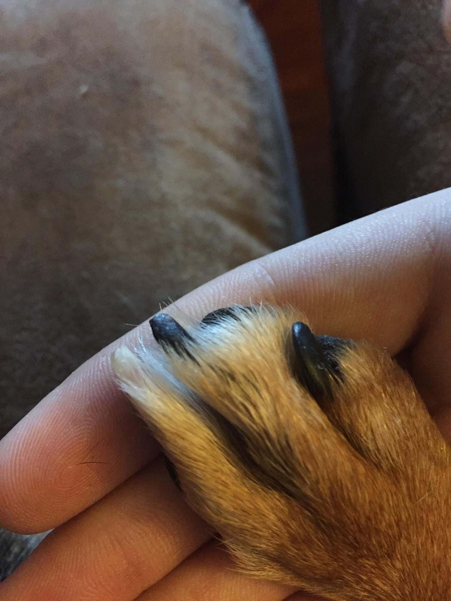 What Does A Black Toenail On A Dog Mean