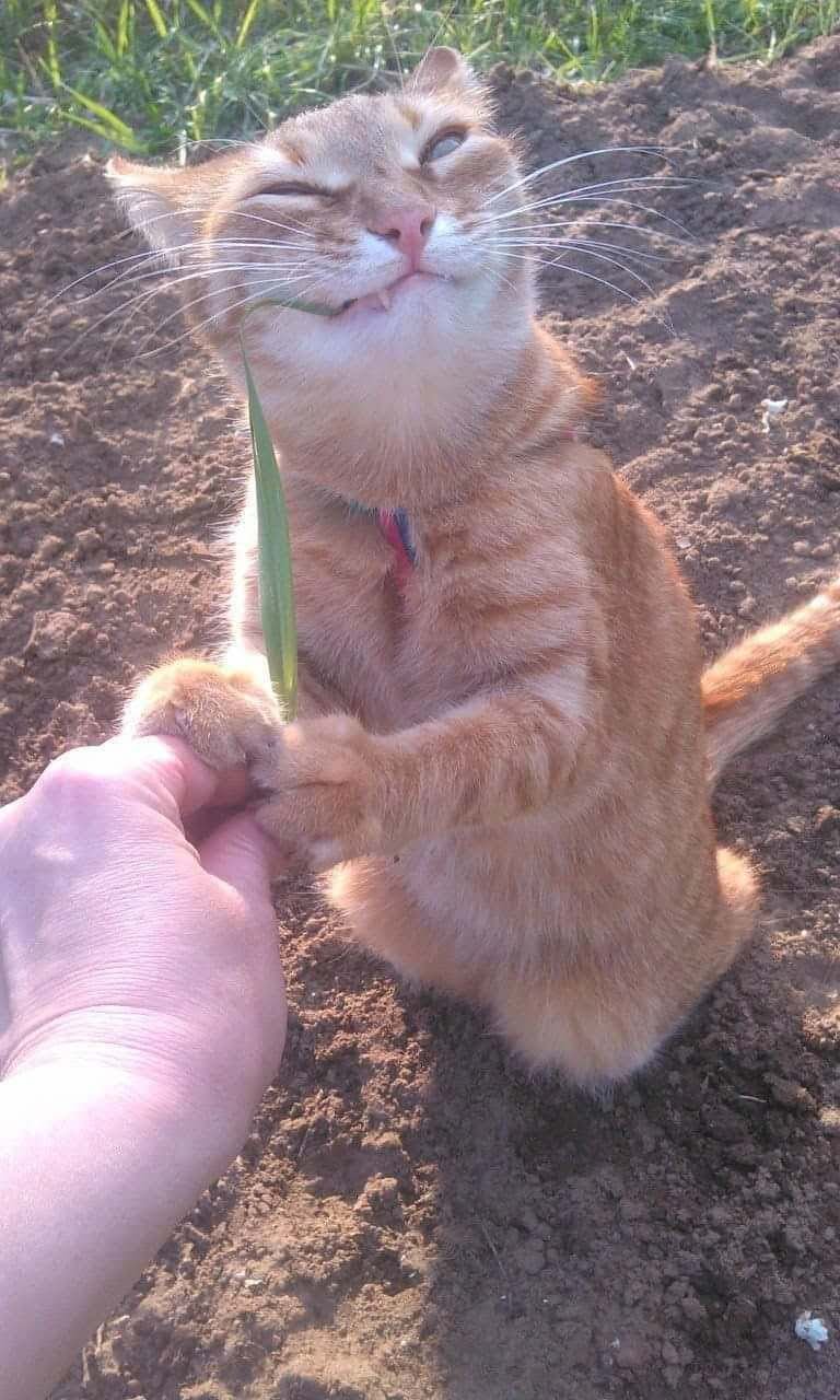 Psbattle this cat chewing on grass.