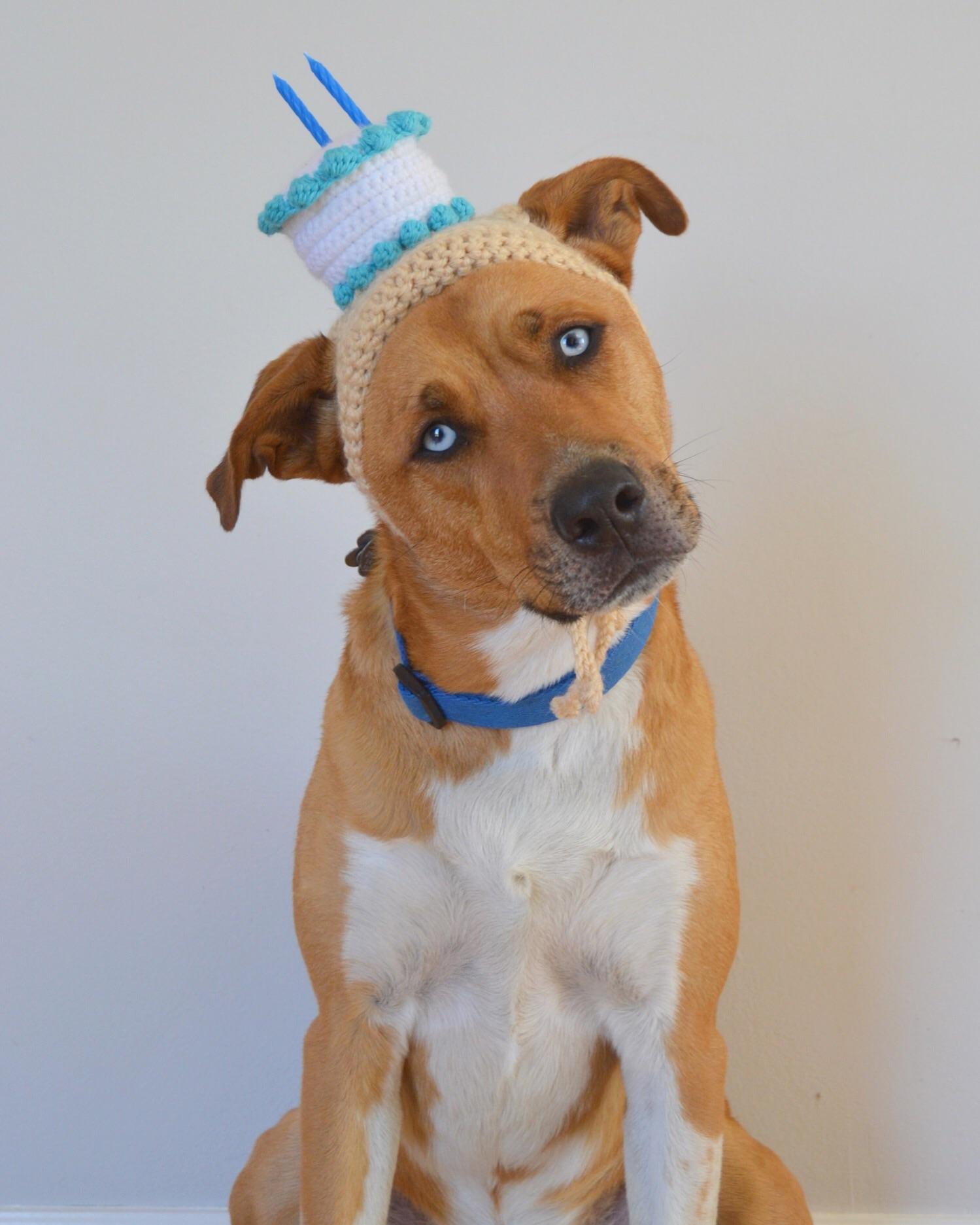 I crocheted my dog a birthday cake hat. r/crochet