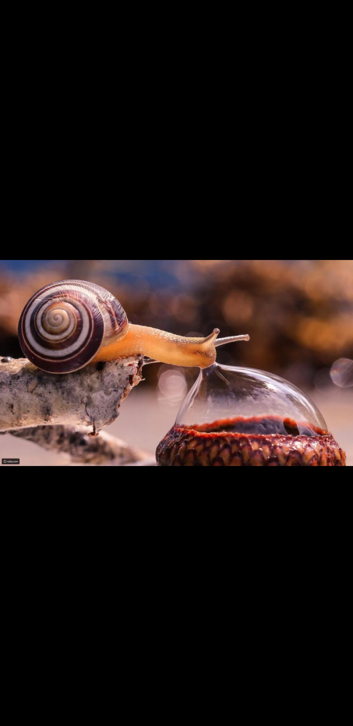 Cute Snail drinking from a drop of water r/cute