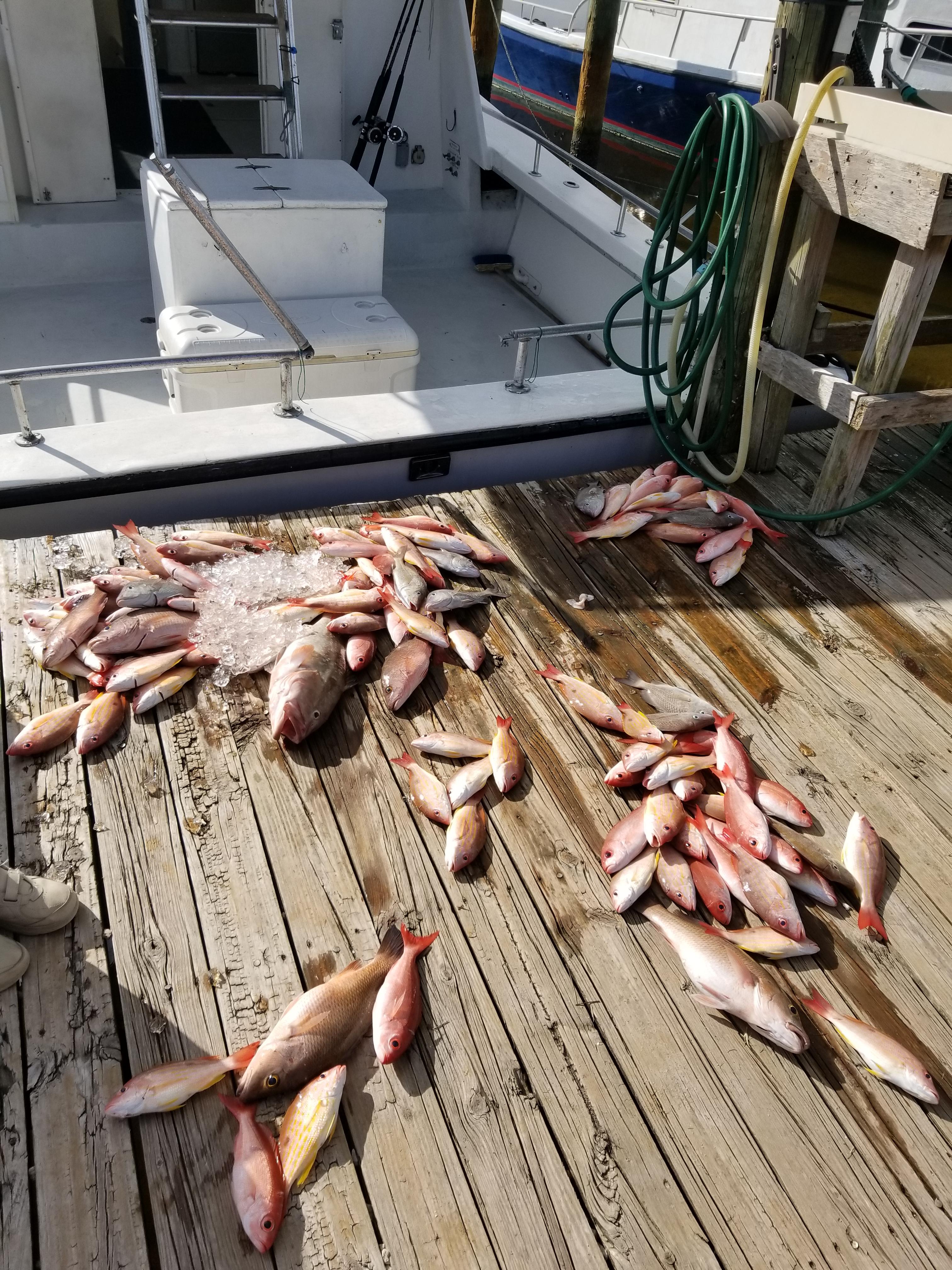 The Haul from my first salt water fishing charter. Had a ton of fun