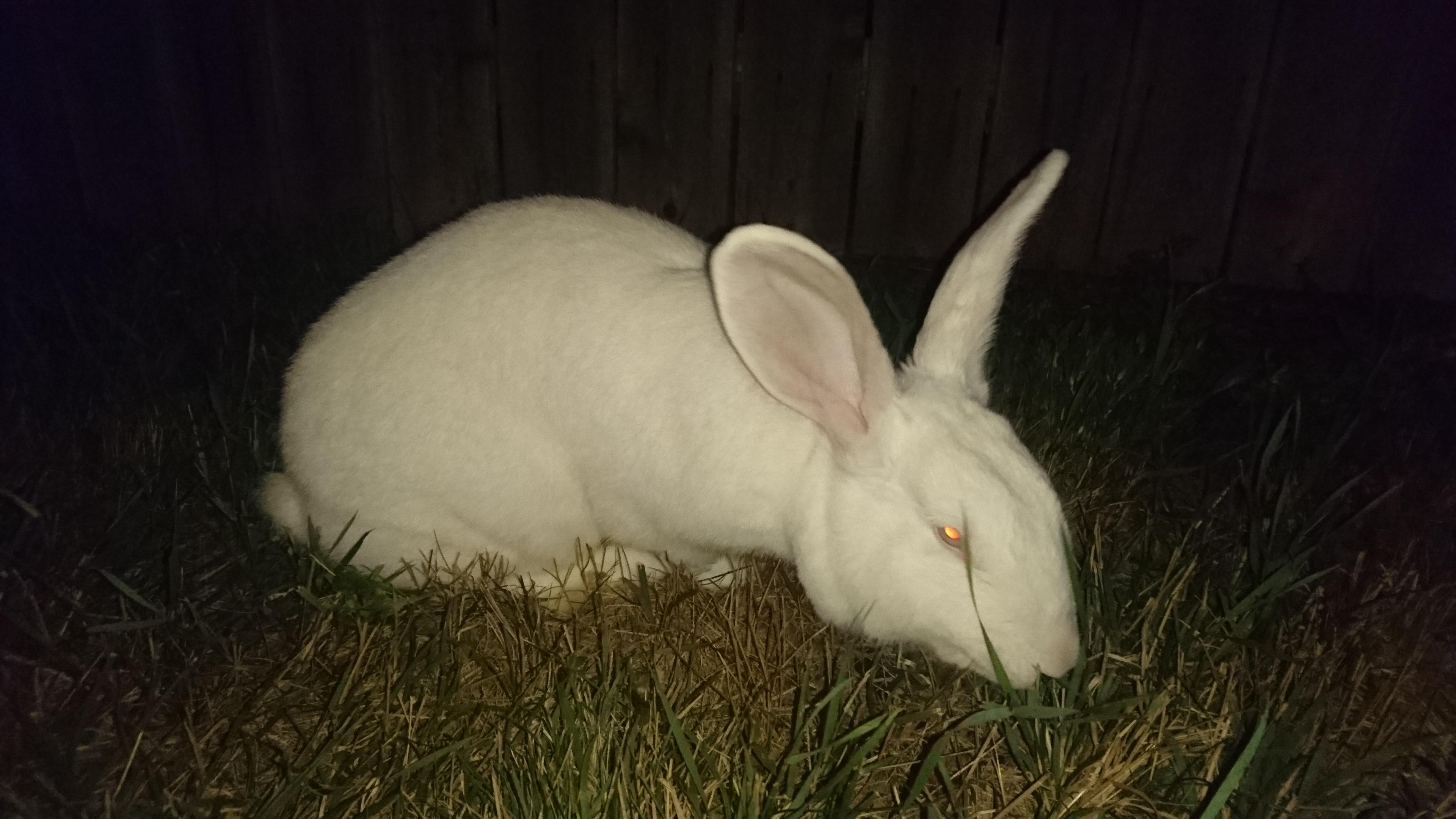 Found a giant albino bunny near Barry Park. Is it yours? r/Syracuse