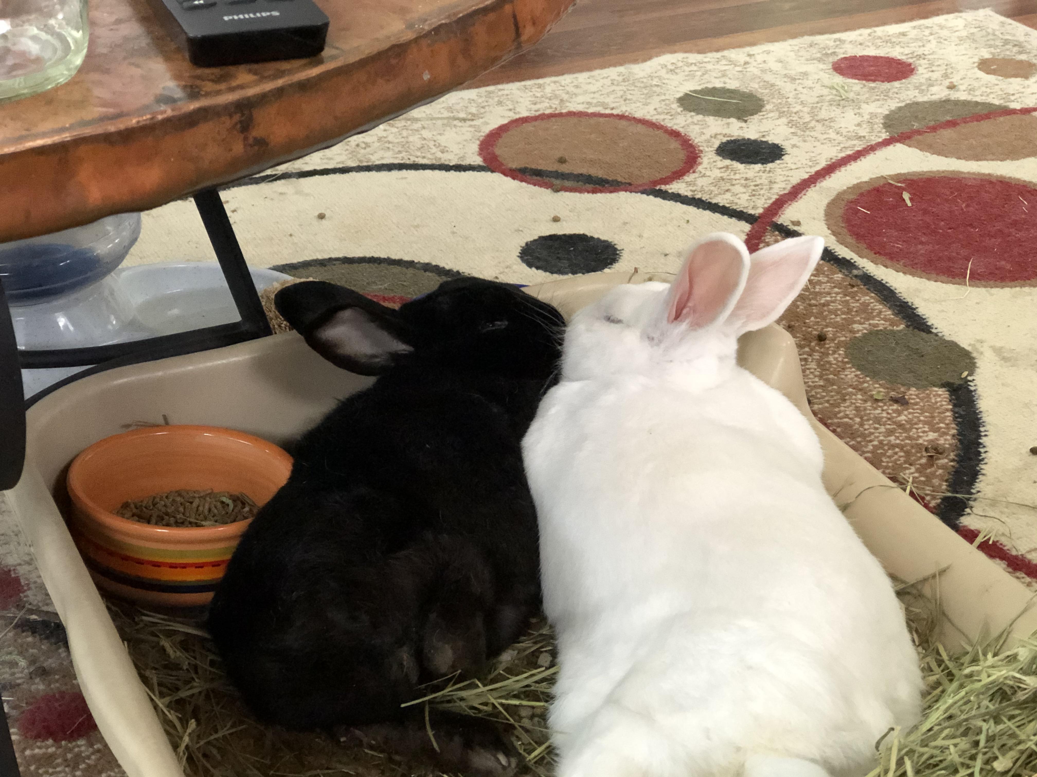 Our two elderly foster rabbits who have been together for over 10 years