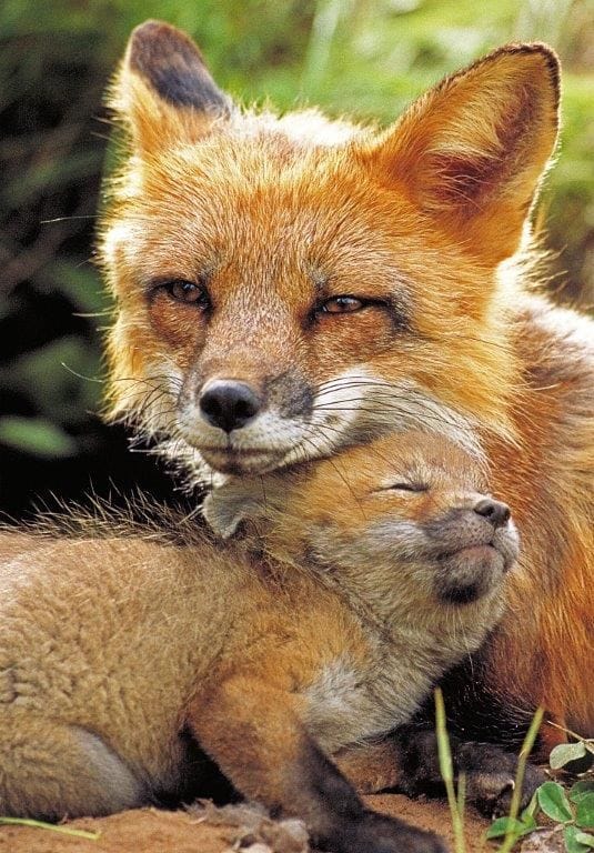Red Fox and cub r/foxes