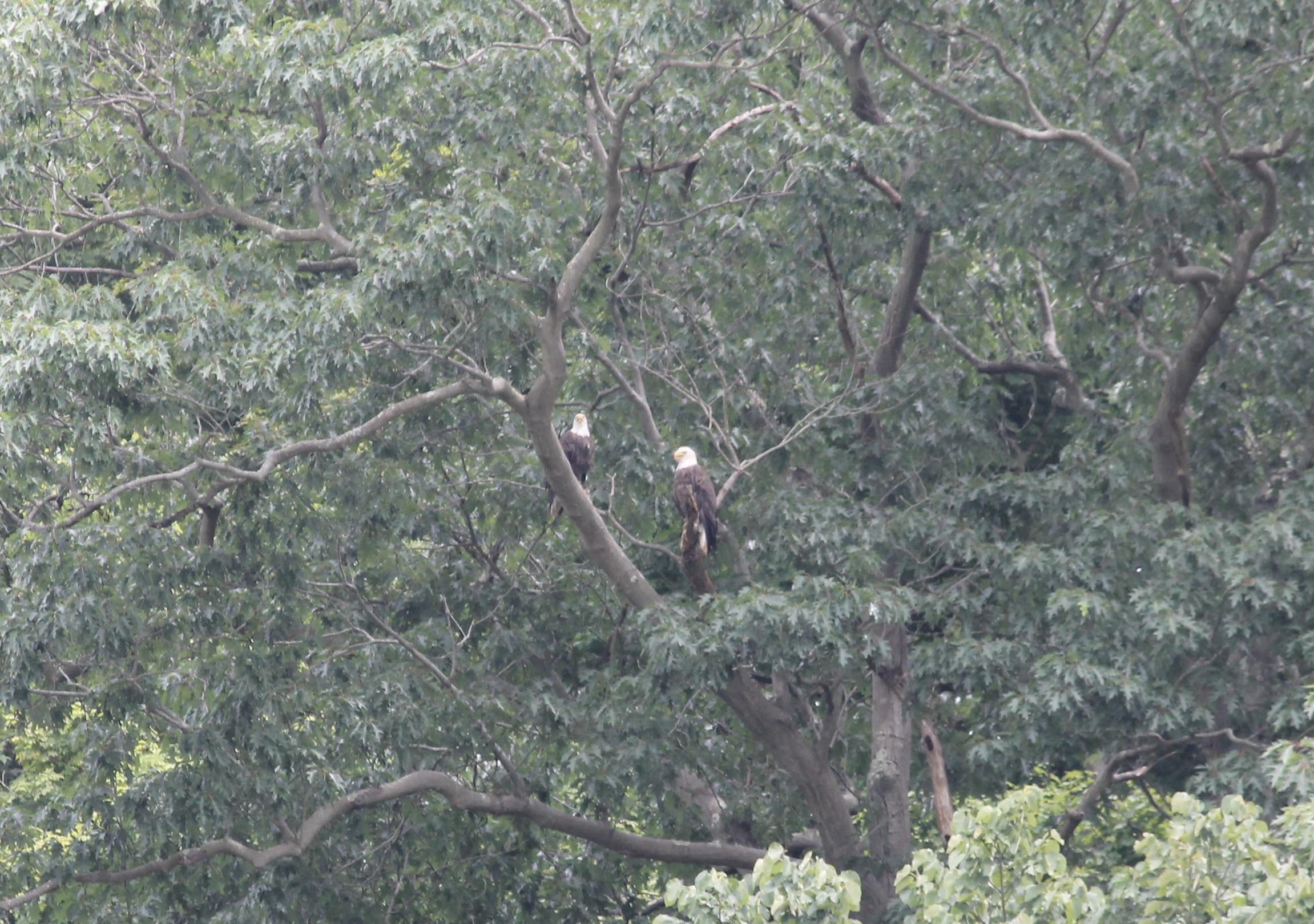 Pair of bald eagles near Sistersville, WV r/WestVirginia