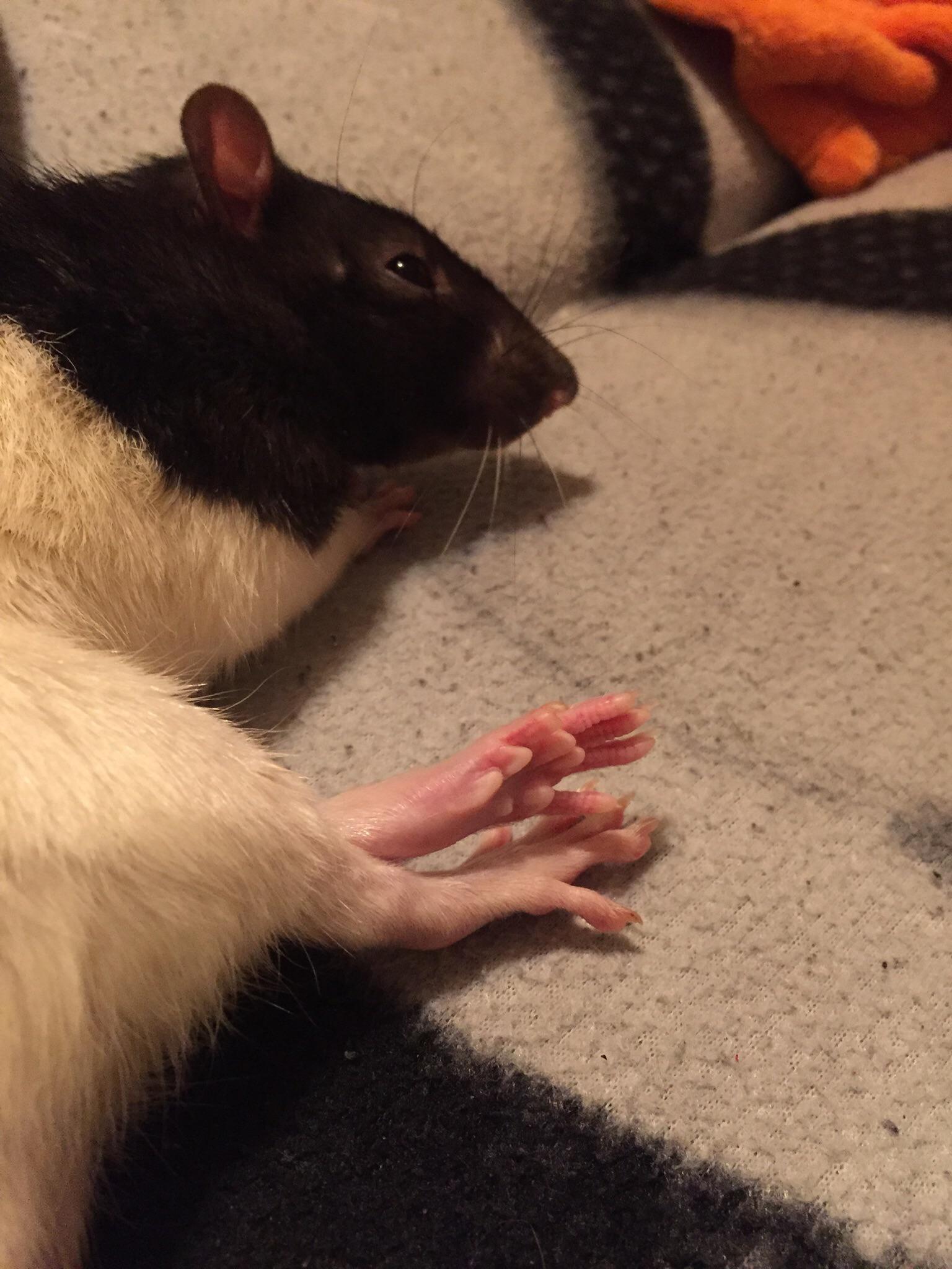 The cutest chicken feet r/RATS