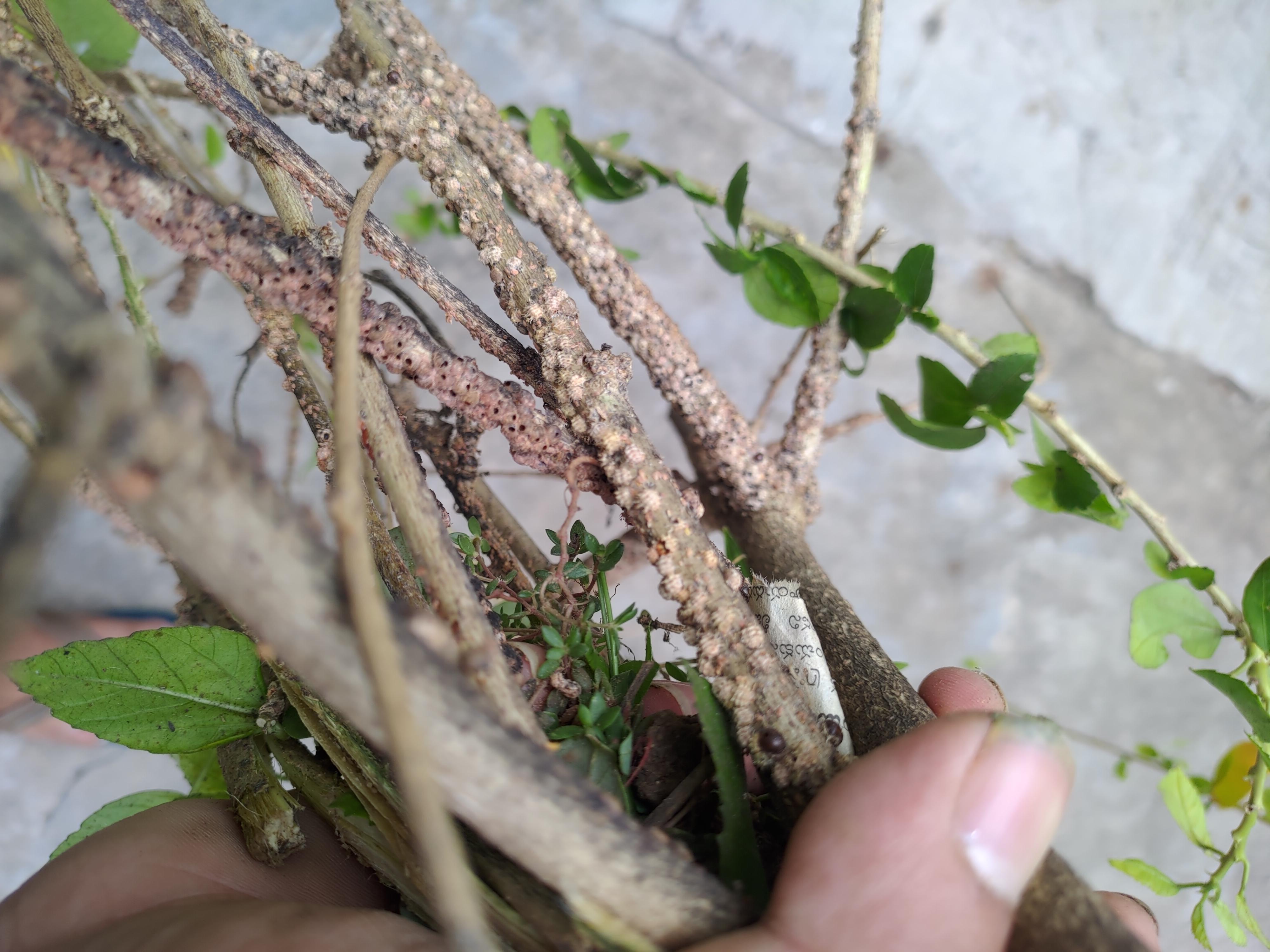 Bug or Disease ? Hibiscus plant, India r/whatsthisbug