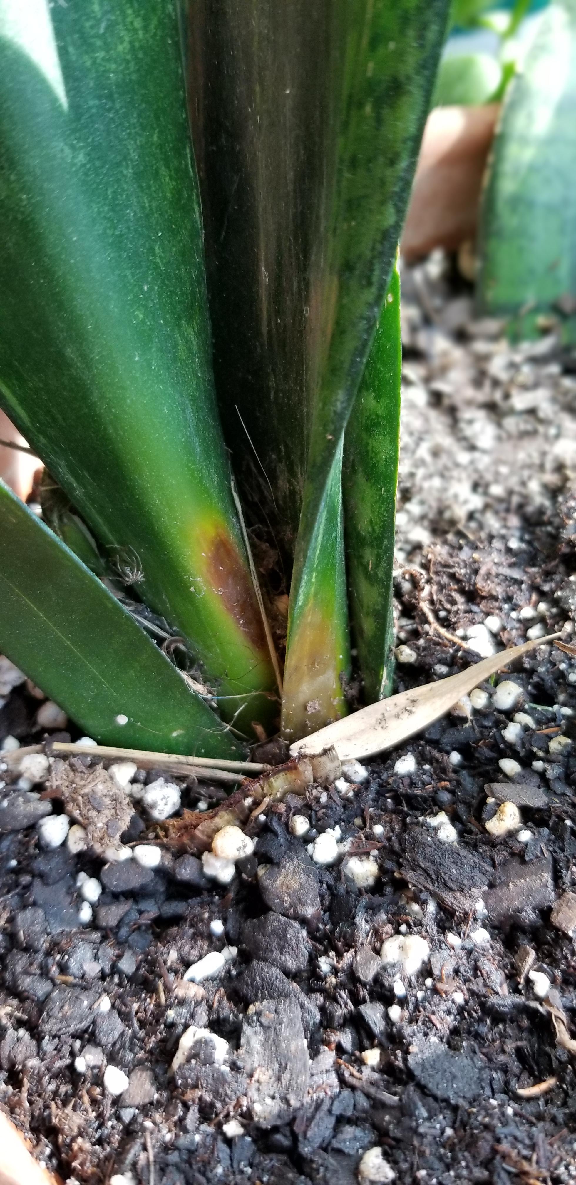 Snake plant yellowing and browning at base, what's going on? r