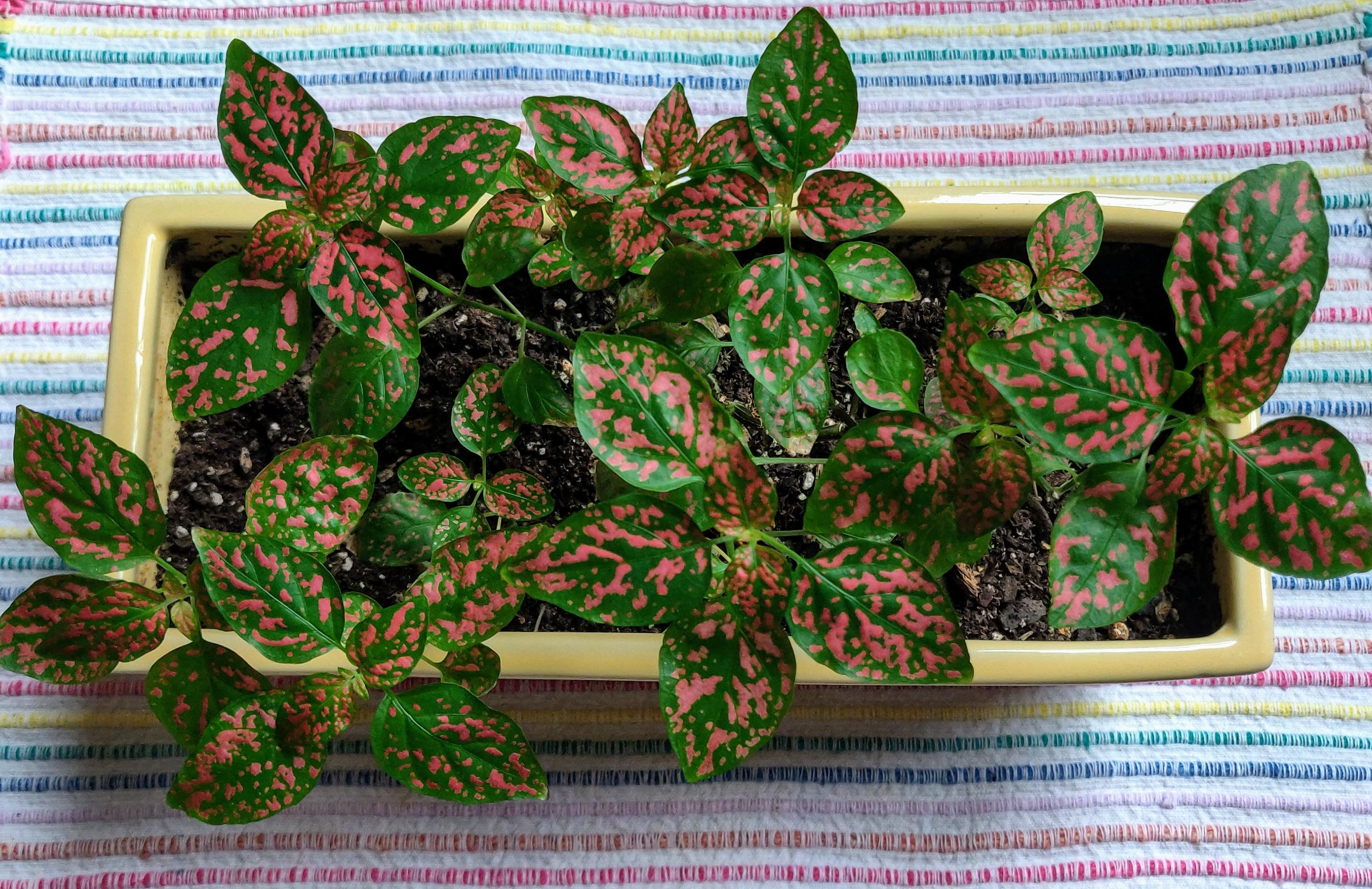 My polka dot plant is doing so much better since I moved her to a room