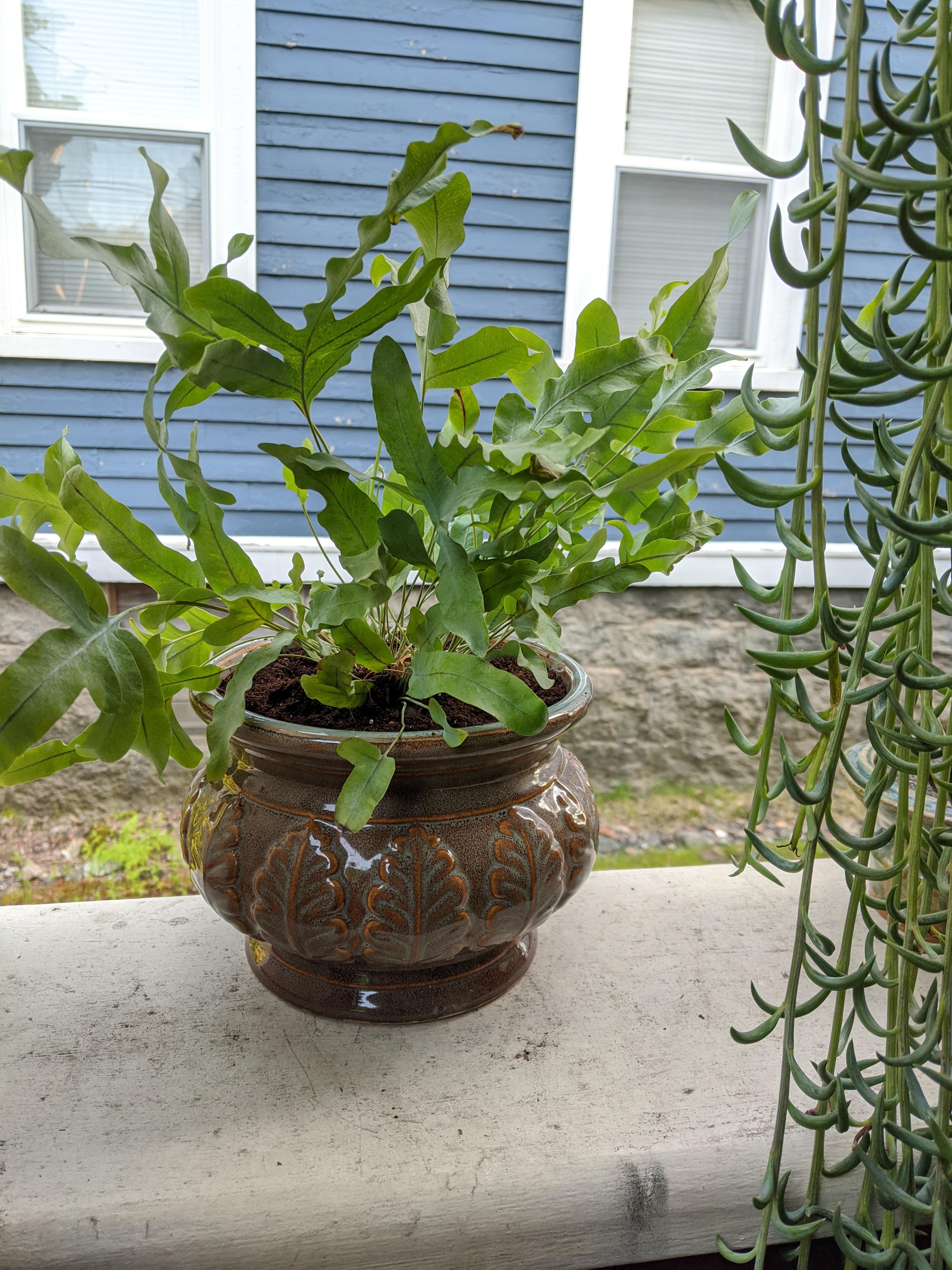 I've had this Blue Star Fern and this lovely pot for about a year, but