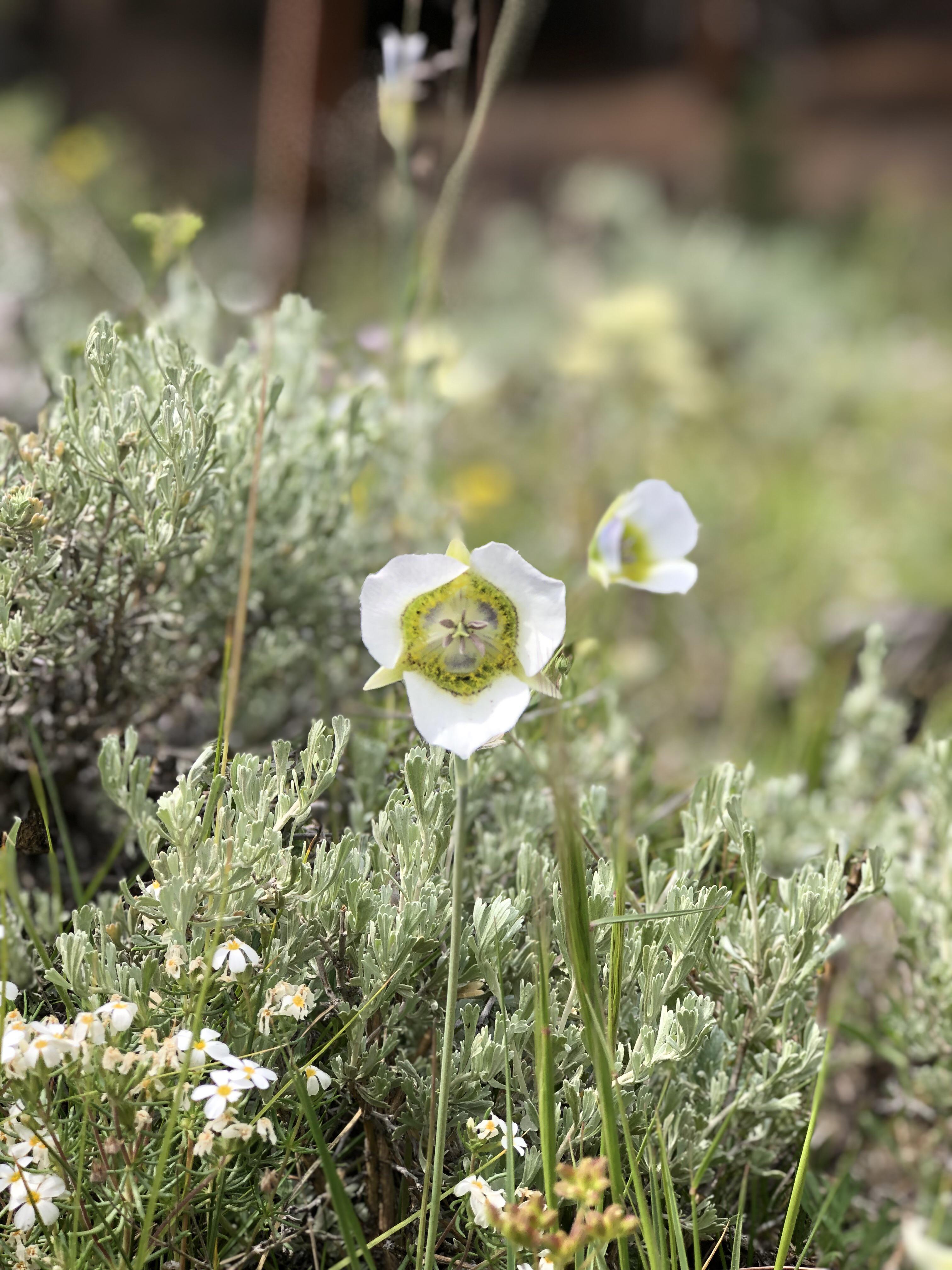 anyone know what this is? i found it growing in a gravel patch in ohio