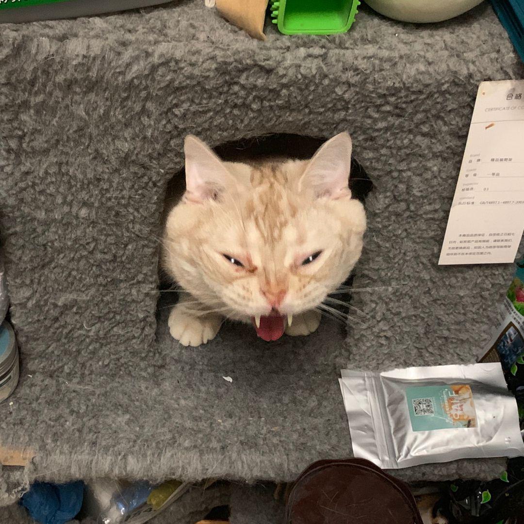 124 best r/cursed_cats images on Pholder Cursed_UFO