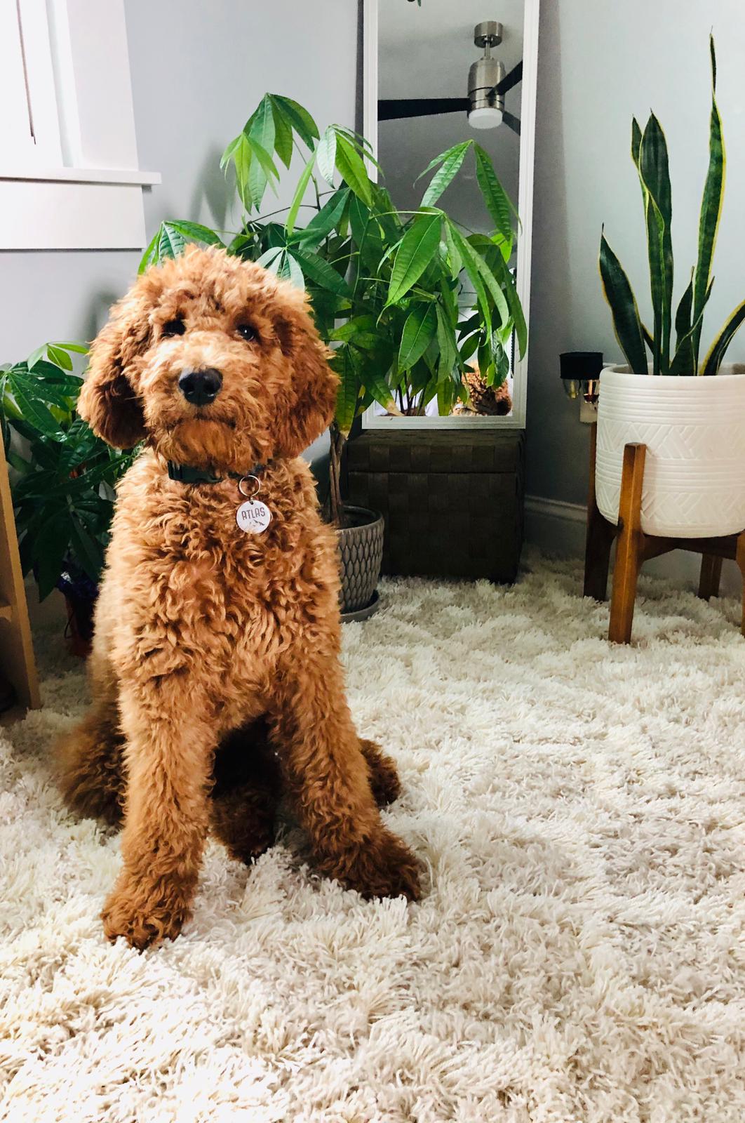 4 month old F1B r/Goldendoodles
