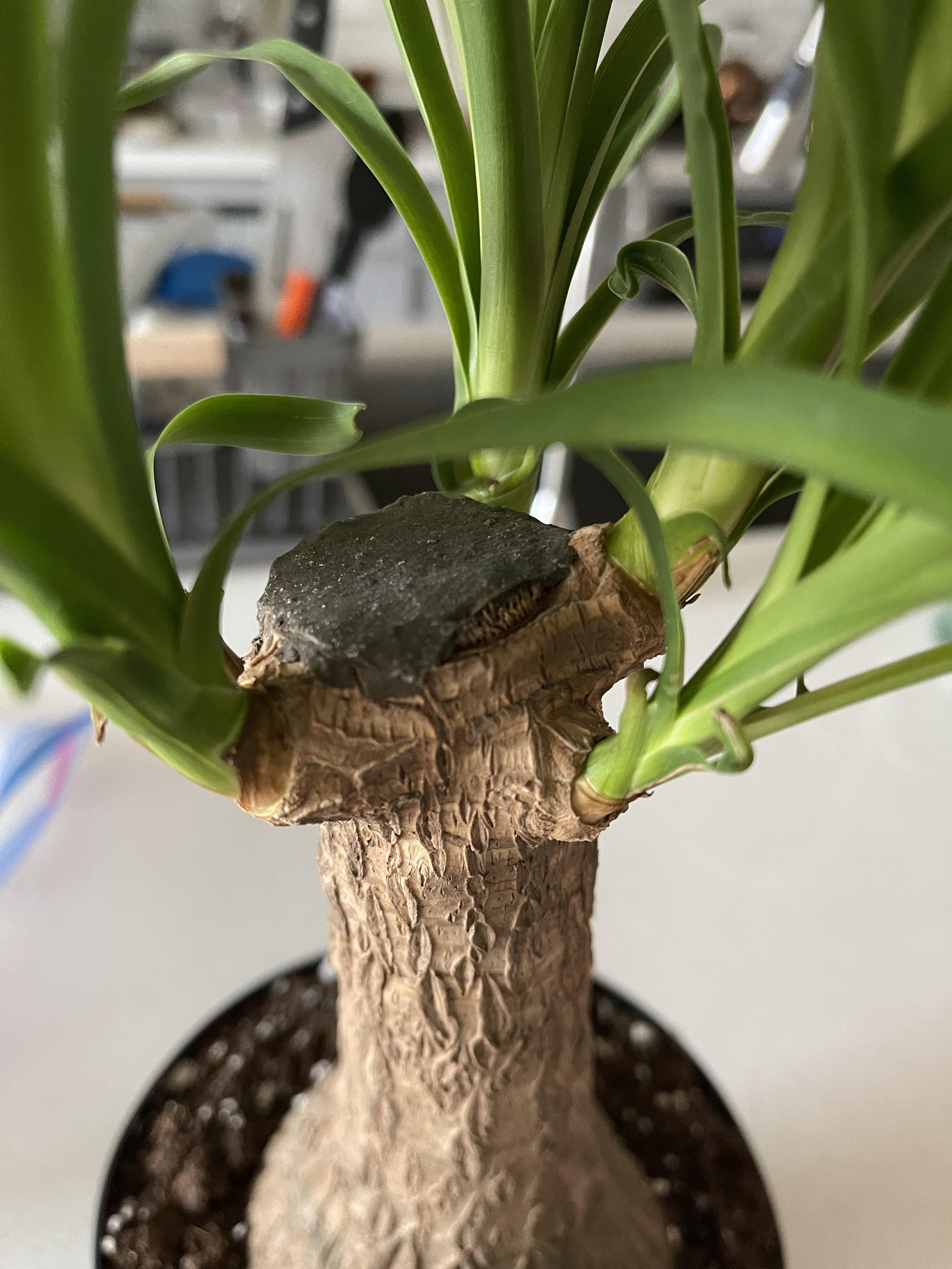 Elephant palm from IKEA what would happen if I remove this cap from