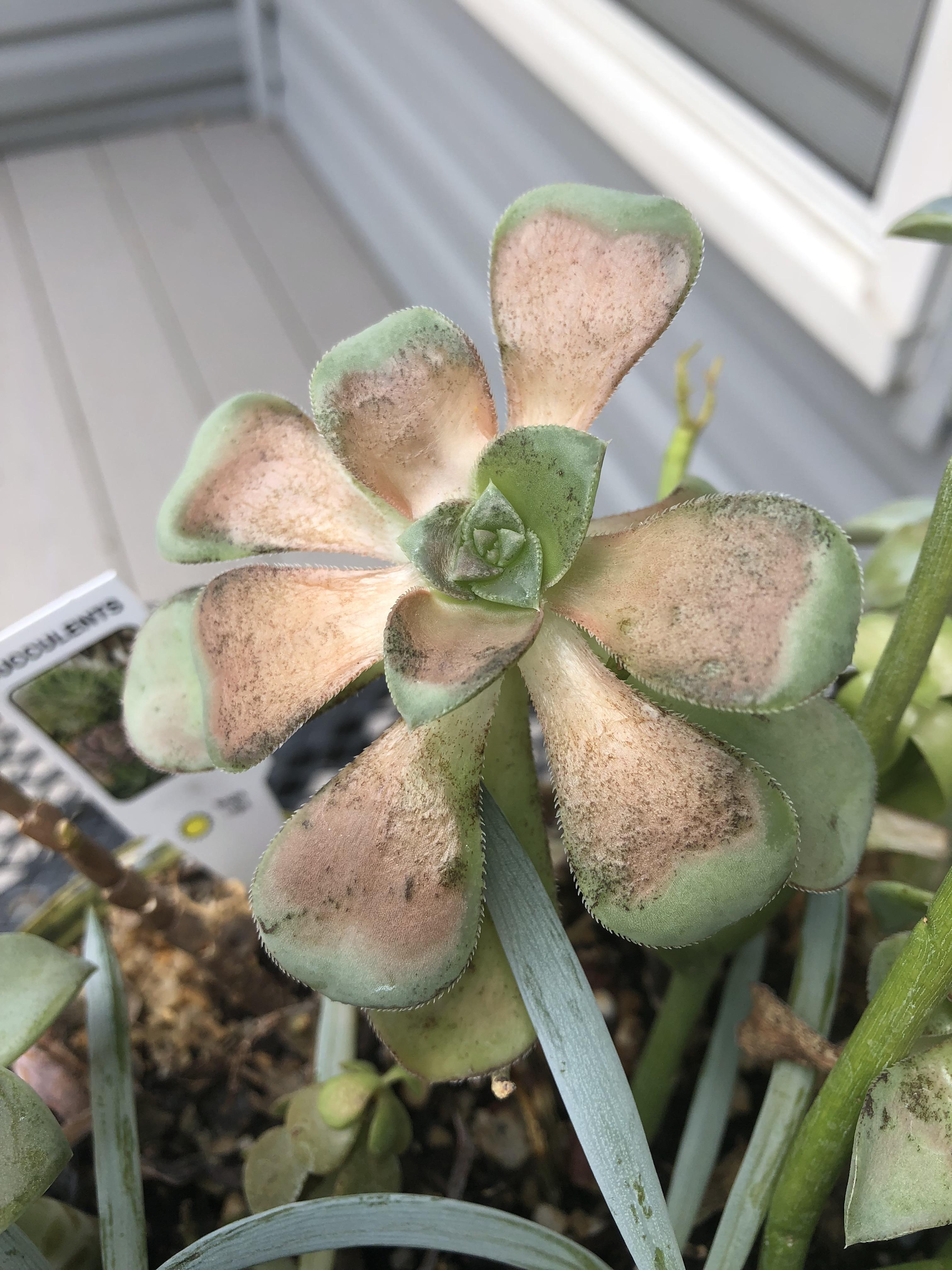 I took these outside thinking they’d like the sun