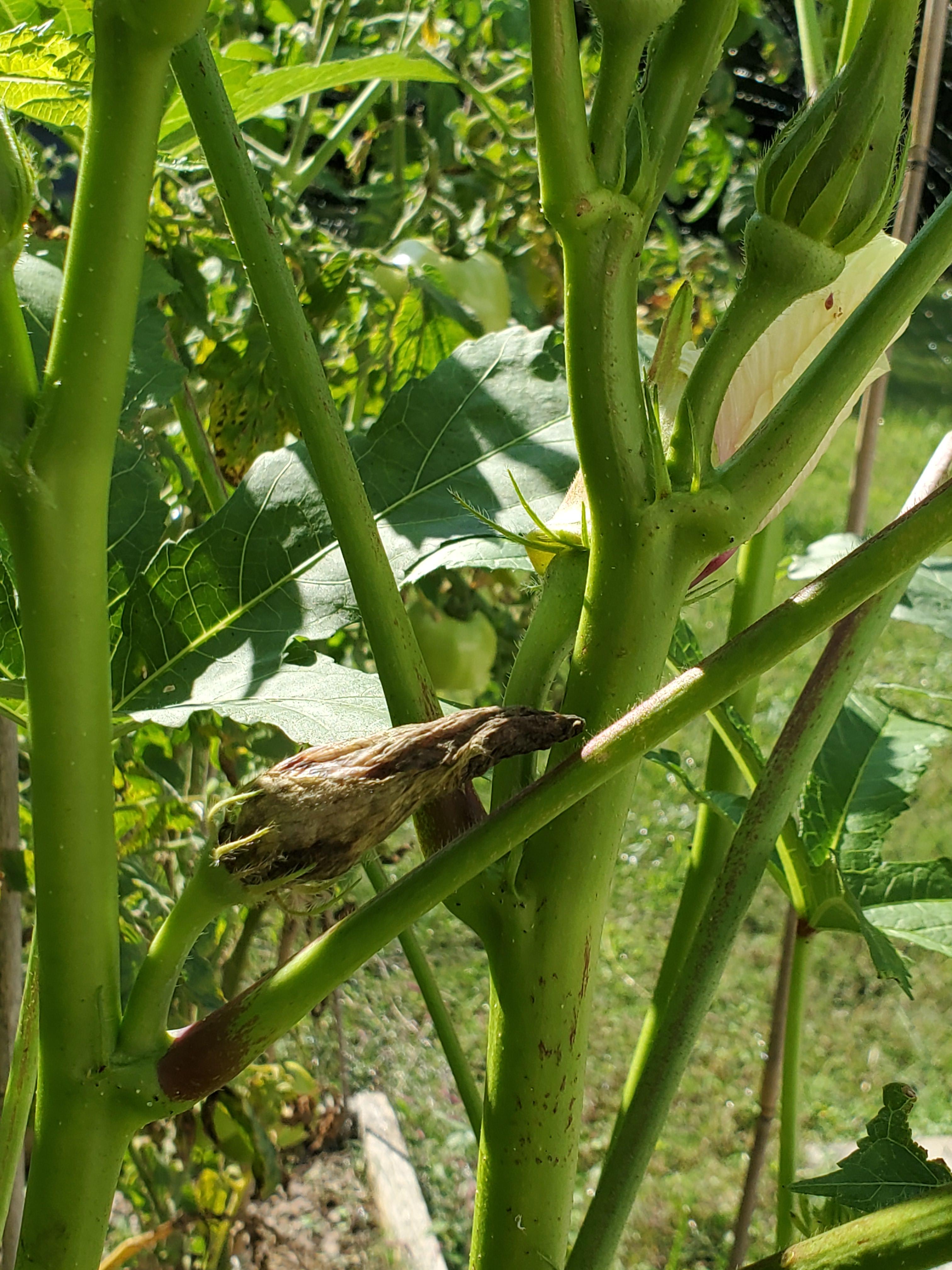 Okra blight?! On the left is what is happening to all of my okra flowers now. says okra