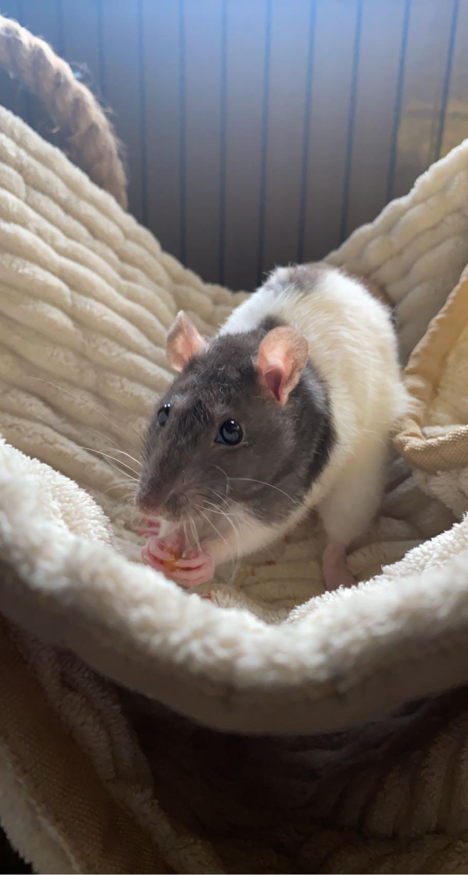 my little runt Checo enjoying some salmon and vegetable baby food as I