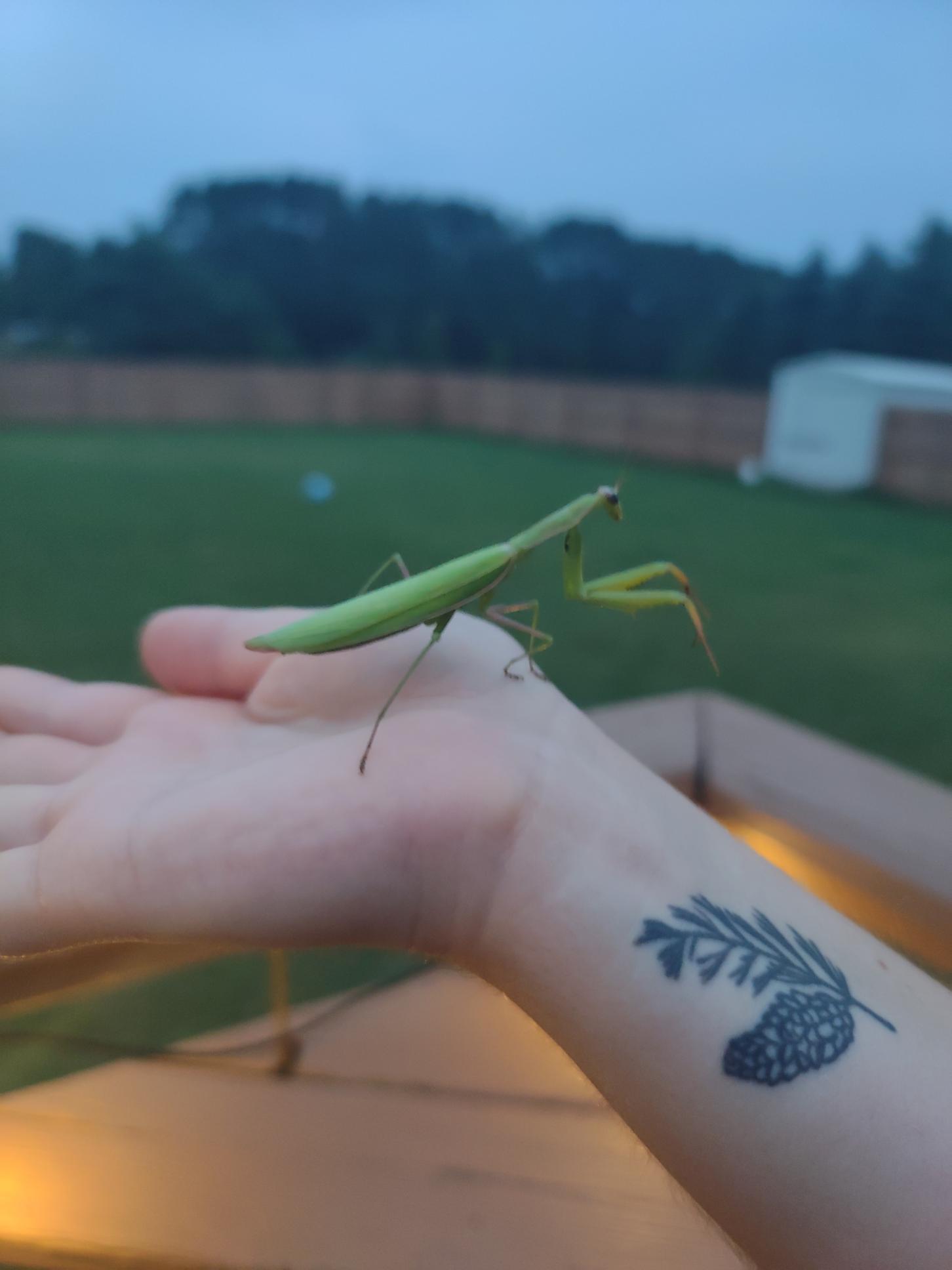 Mantis from Northern Michigan r/insects