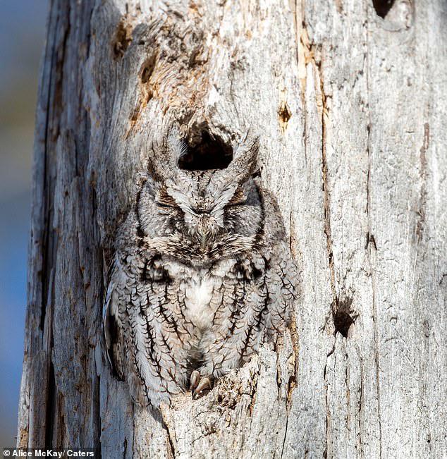A owl camouflaging into a tree. r/interestingasfuck
