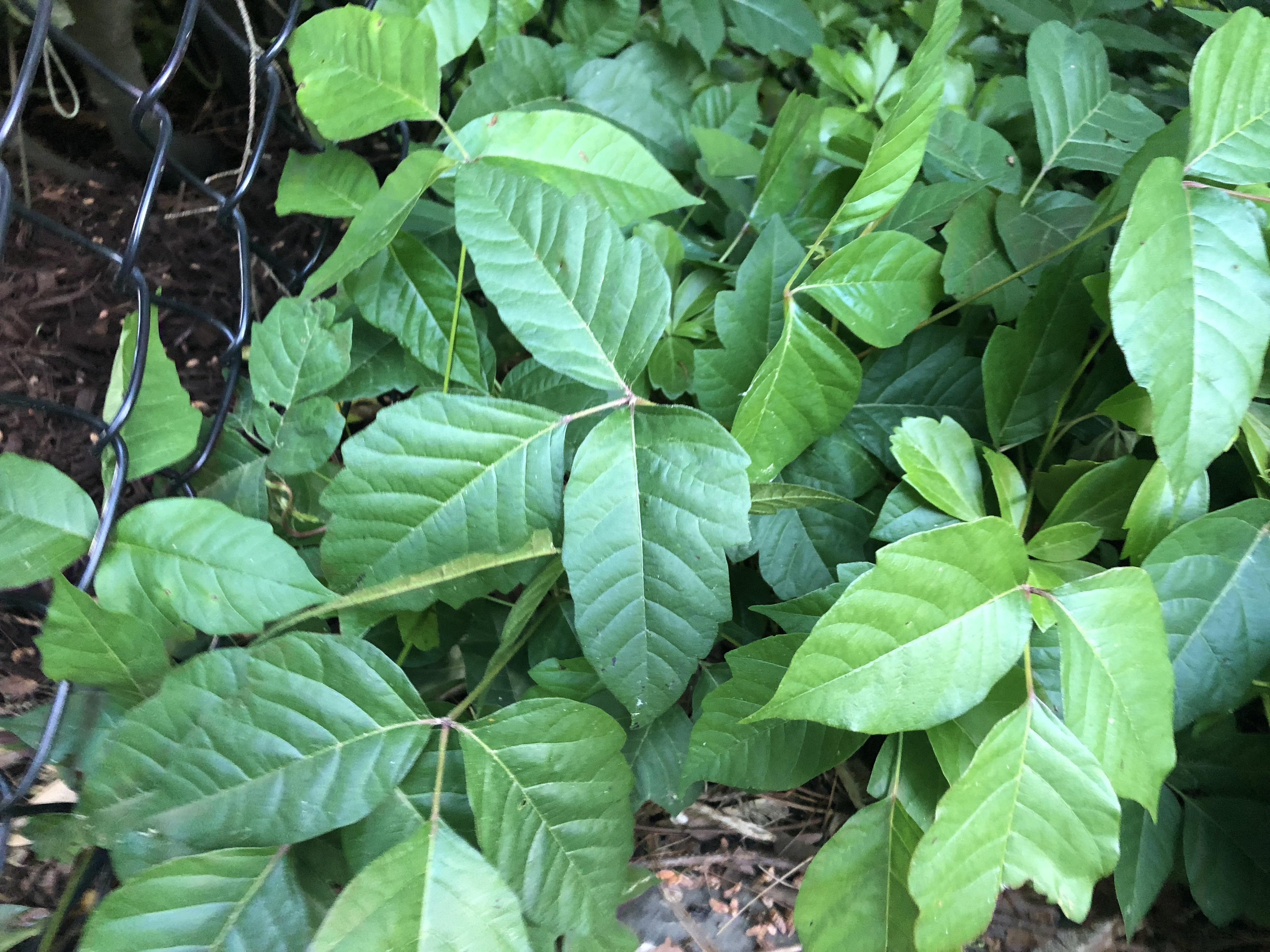 [New Jersey] [Indoor] Is this some poison ivy/oak? r/whatsthisplant