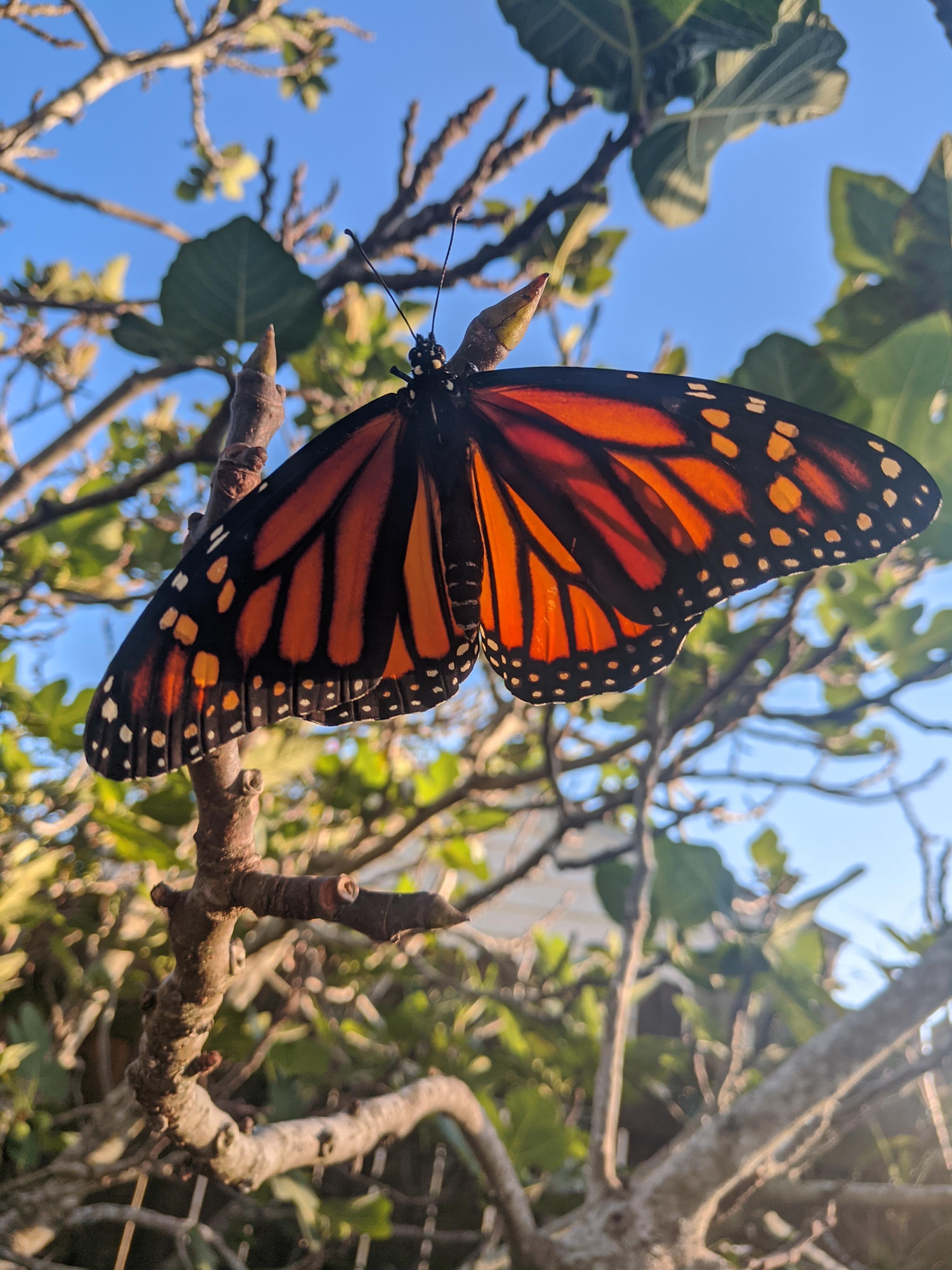 This butterfly looks fine but won't fly for some reason r