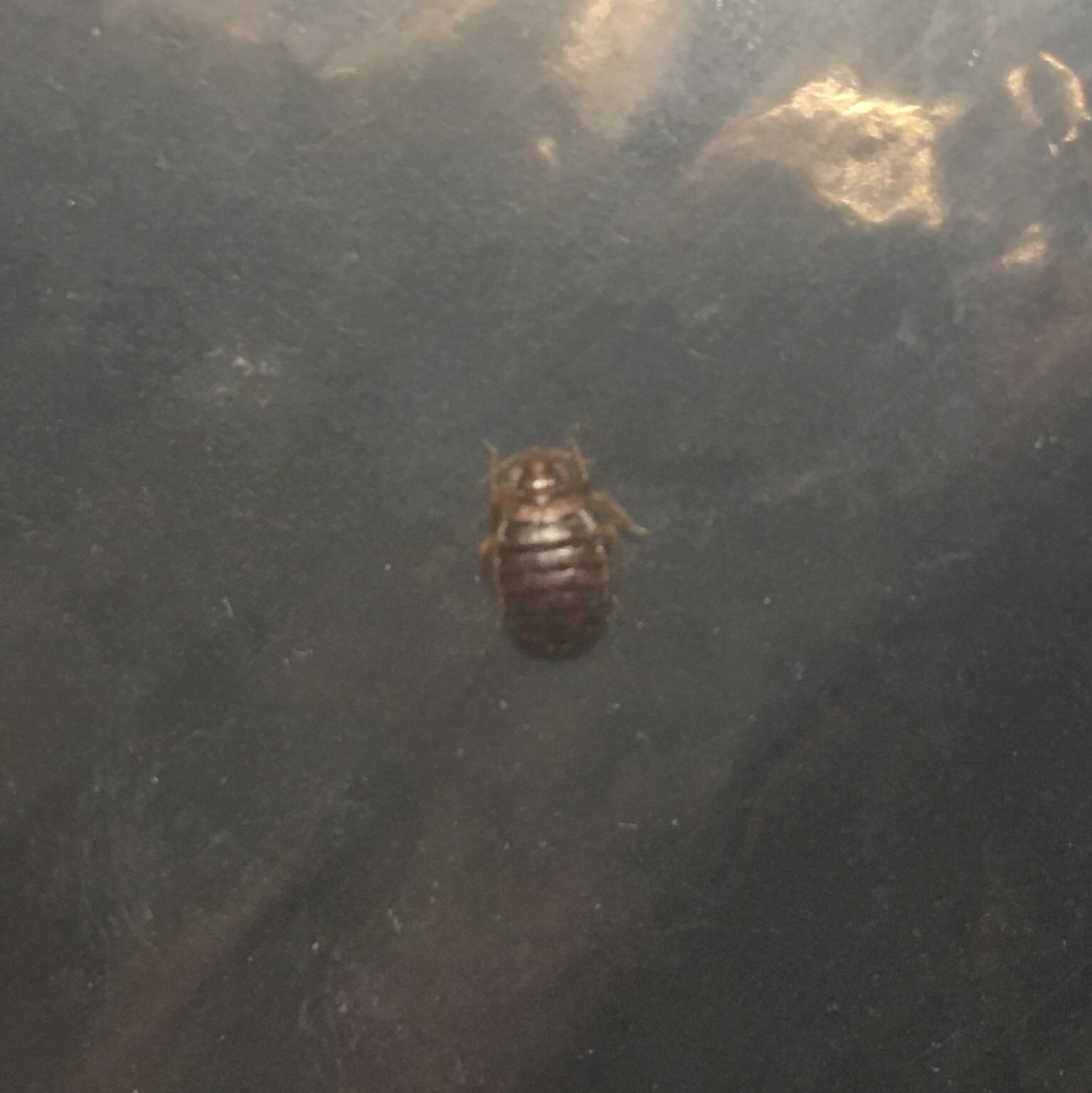 Woke up and saw two itchy white spots on my fingers. I then found this