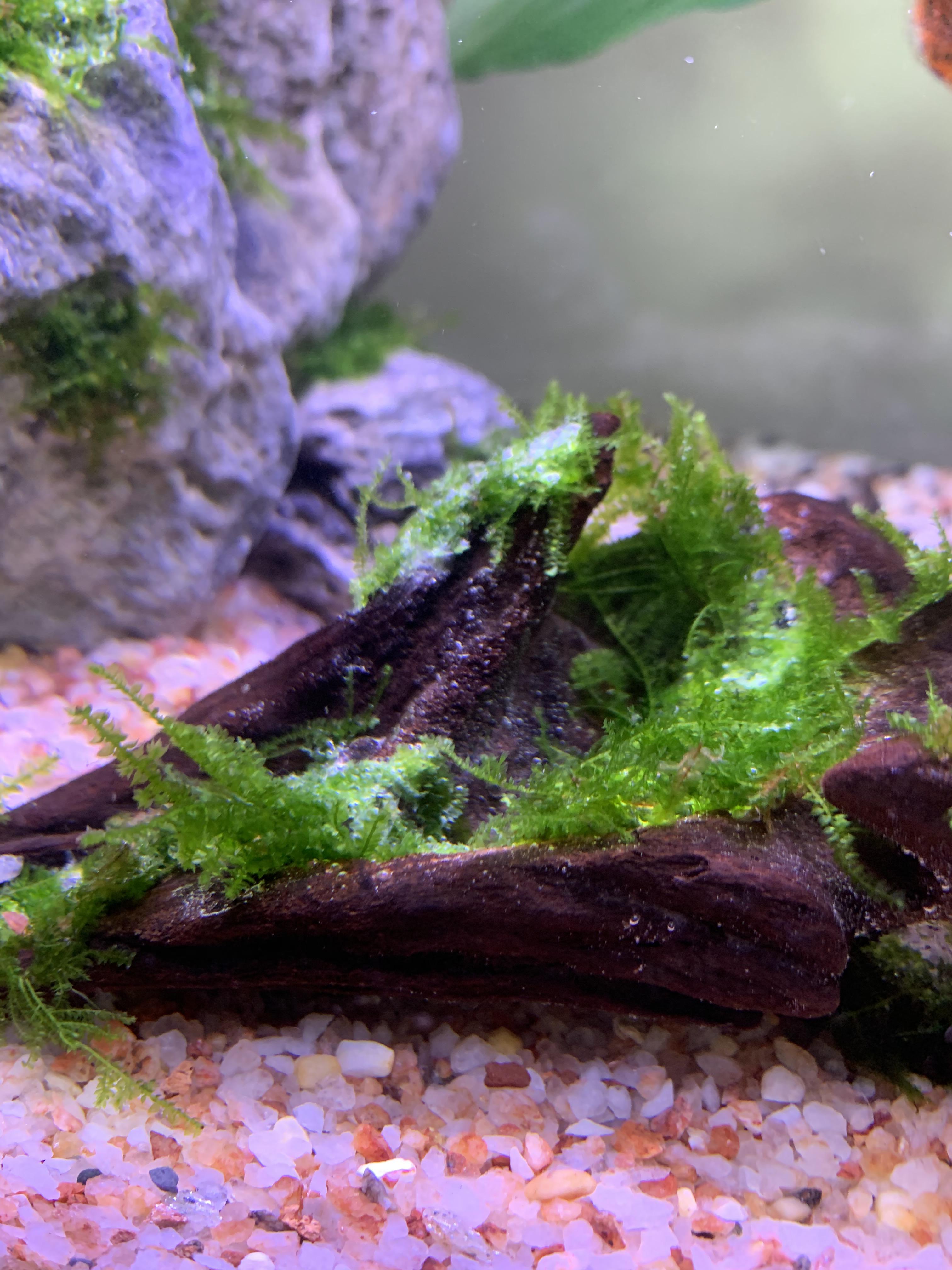 HELP NEEDED ASAP I just used super glue to stick the moss on my drift