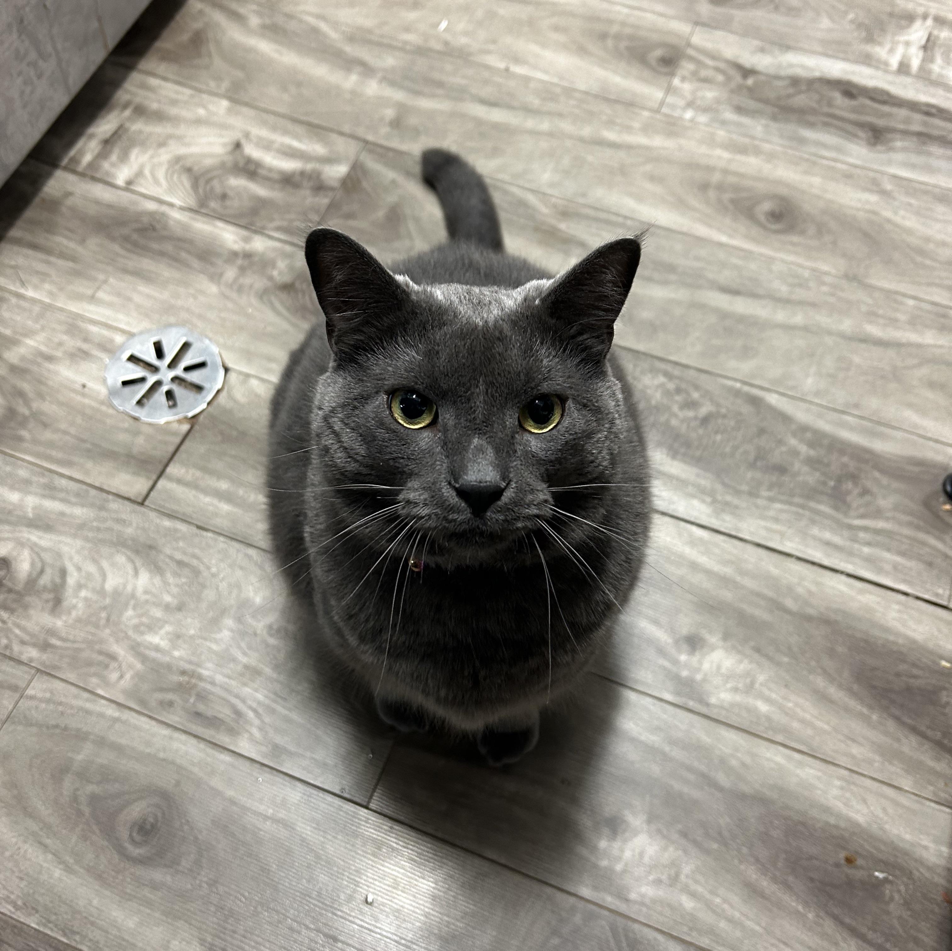 Is homemade, saltfree, bone broth good for cats? r/cats