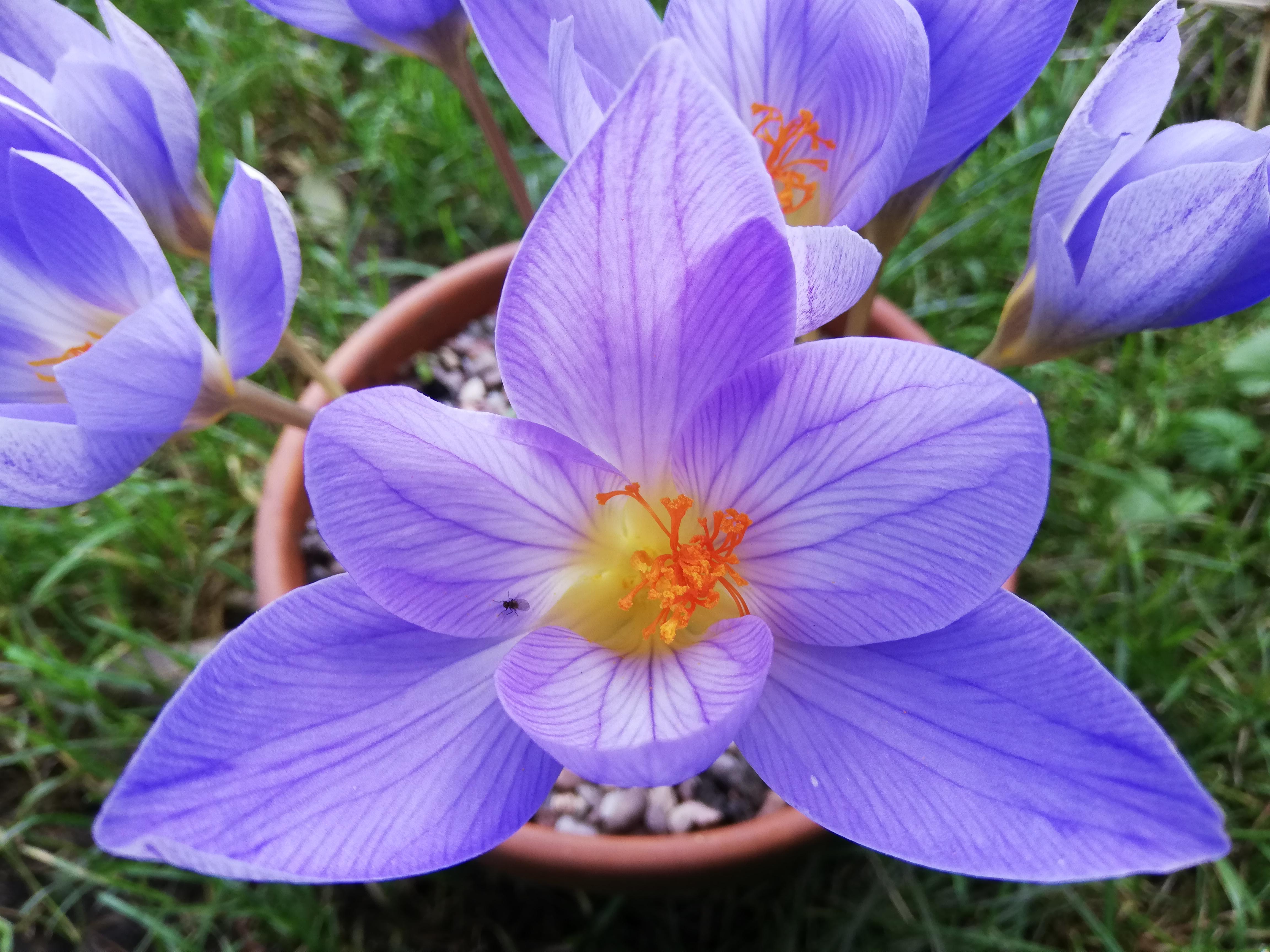 Colchicum autumnale, Autumn Crocuses, Knaked Ladies, take your pick. NB