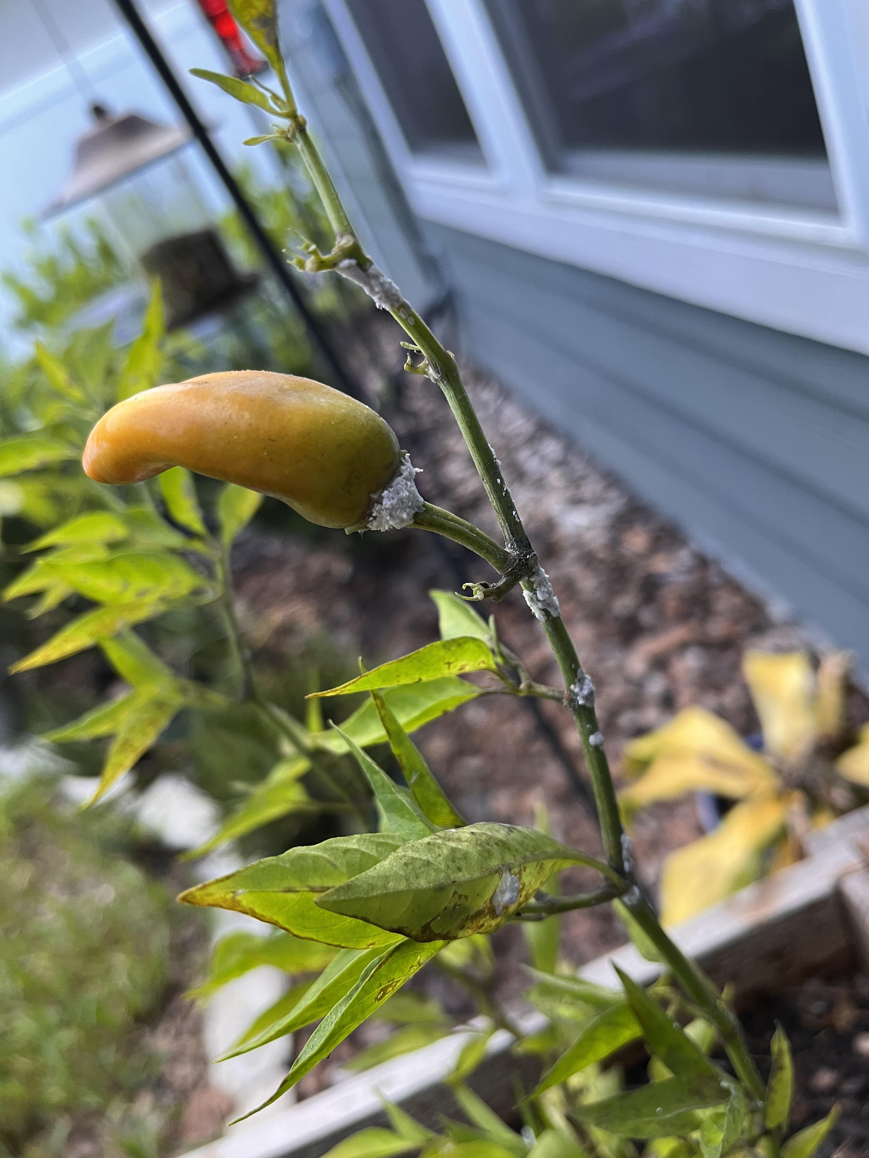 White spots on Hot Burrito Pepper plant HotPeppers