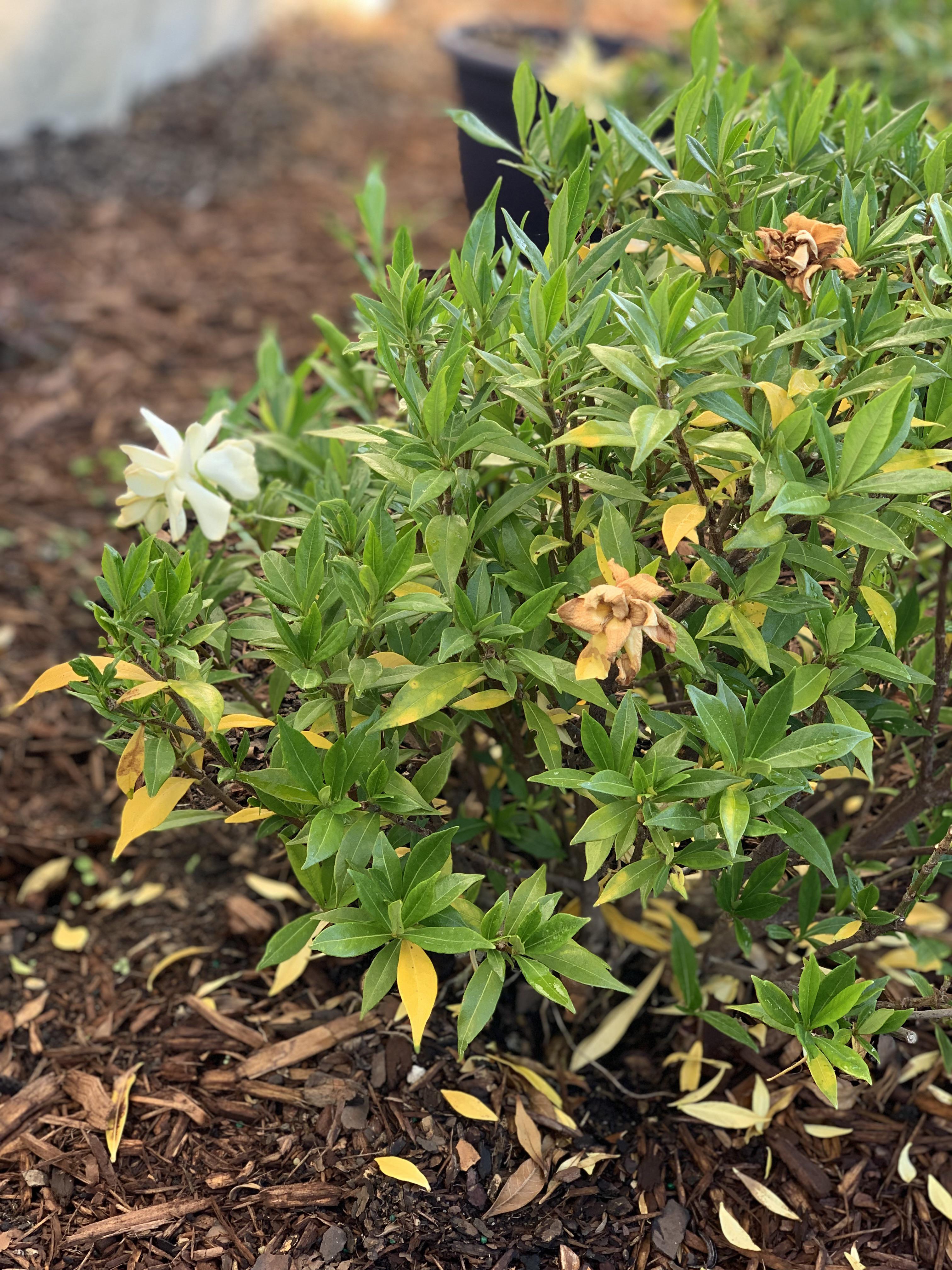 Frostproof gardenia zone 8b r/gardening